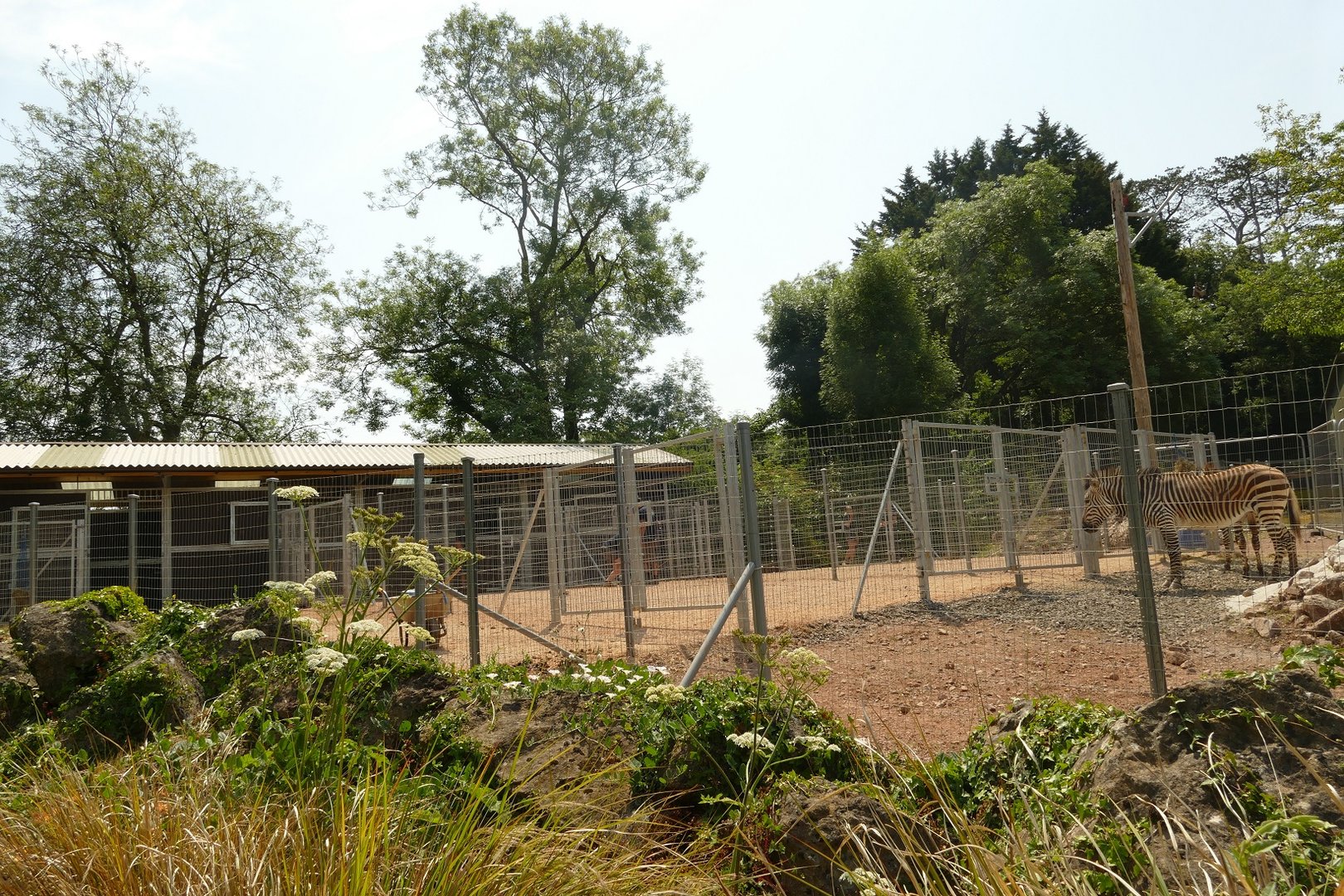 New Hartmann's zebra enclosure, June 2023