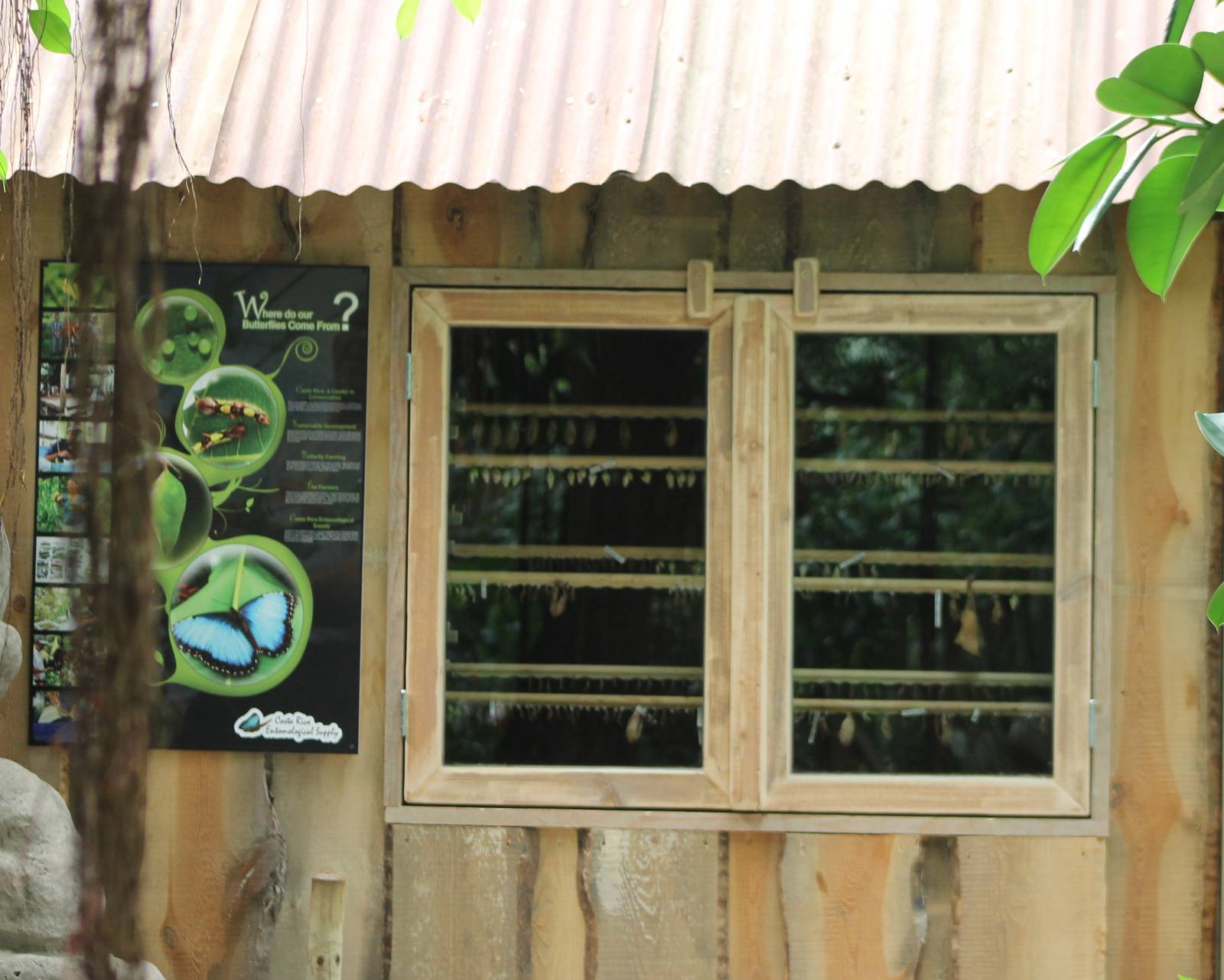 New hatchling house for butterflies