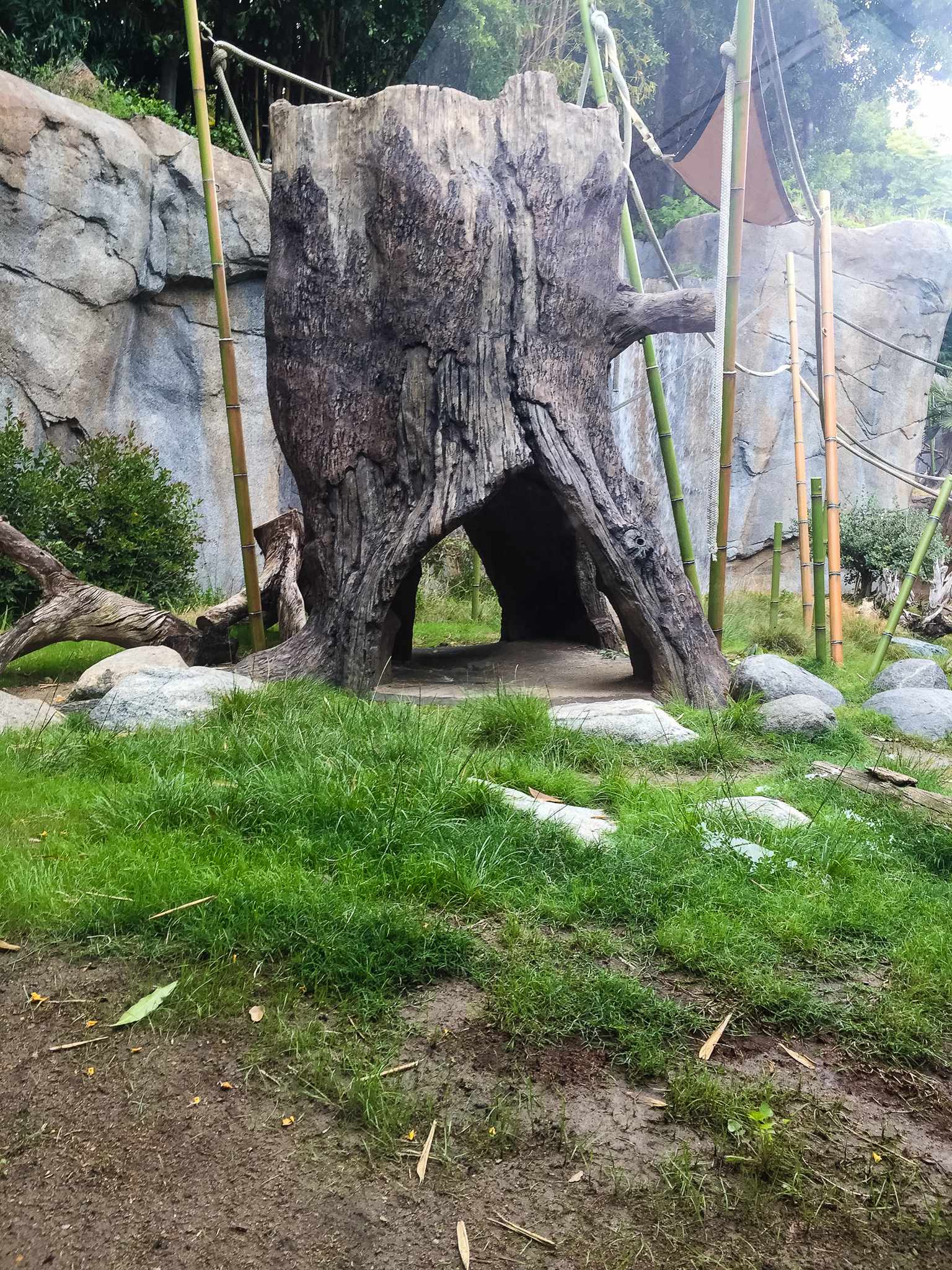 New heated tree stump-bonobo exhibit