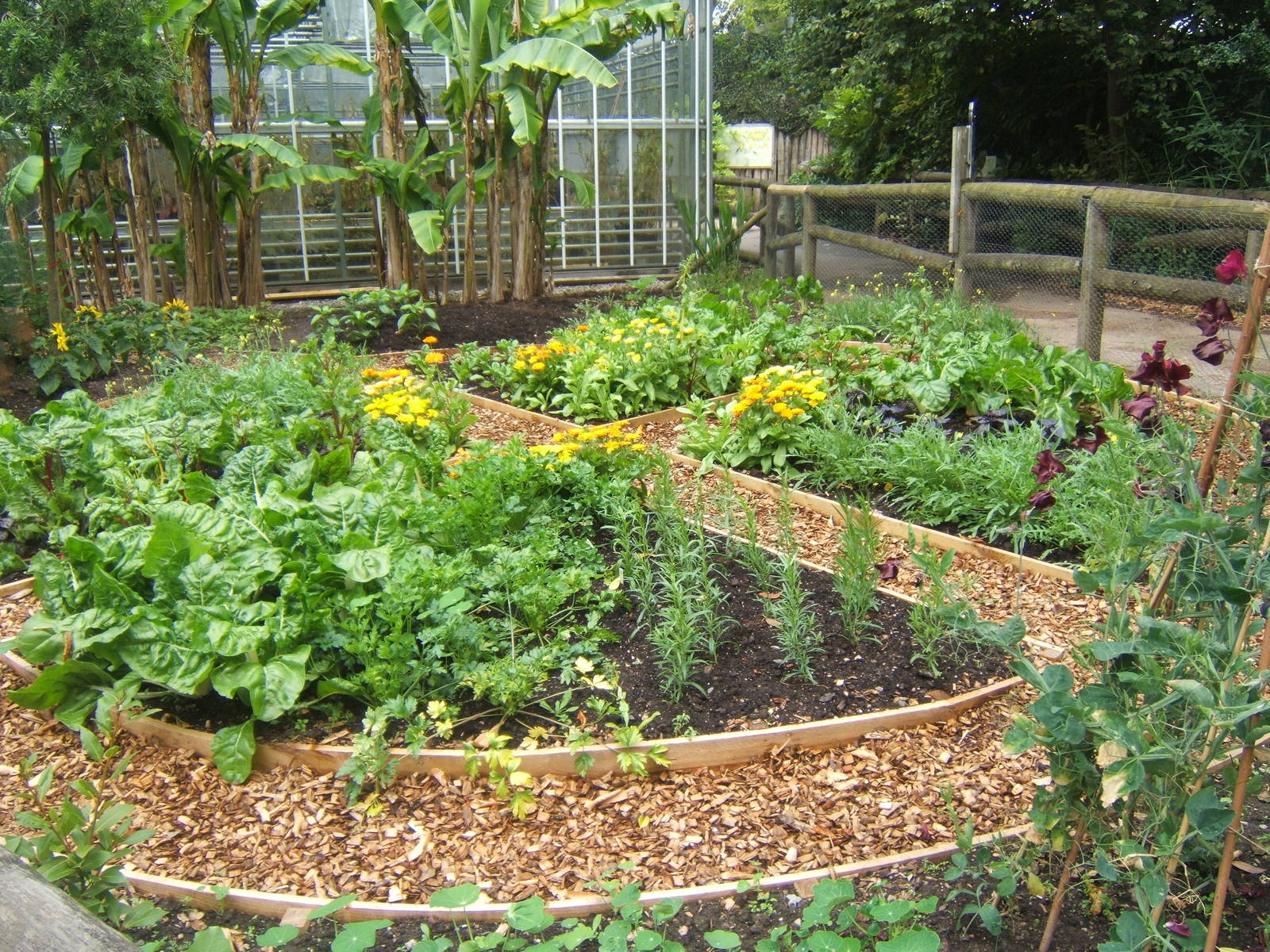 New herb and veg garden