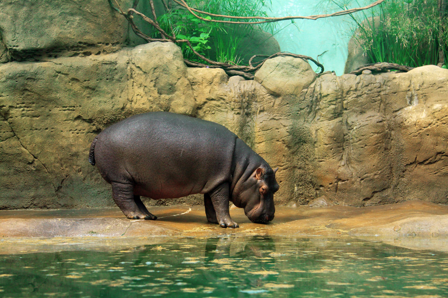 New Hippo enclosure at Prague Zoo