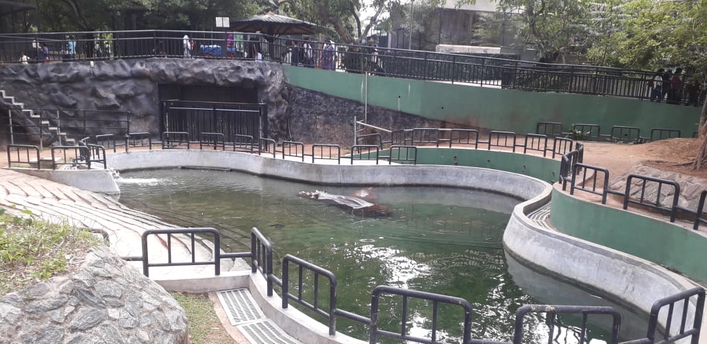 New hippo exhibit