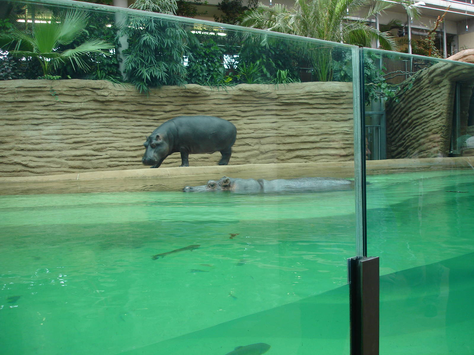 New hippohouse - indoor