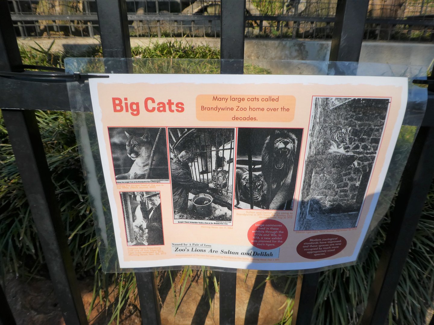 New Historic Signs - Big Cats