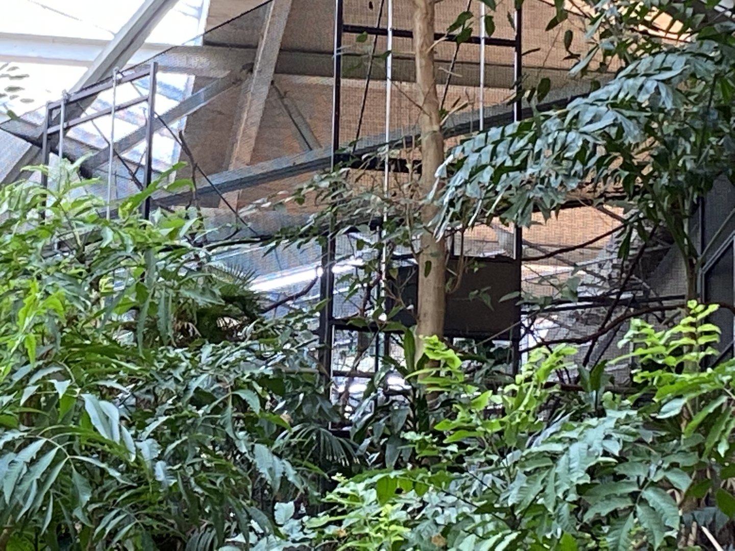 NEW! Holding Aviary with Cockatoo