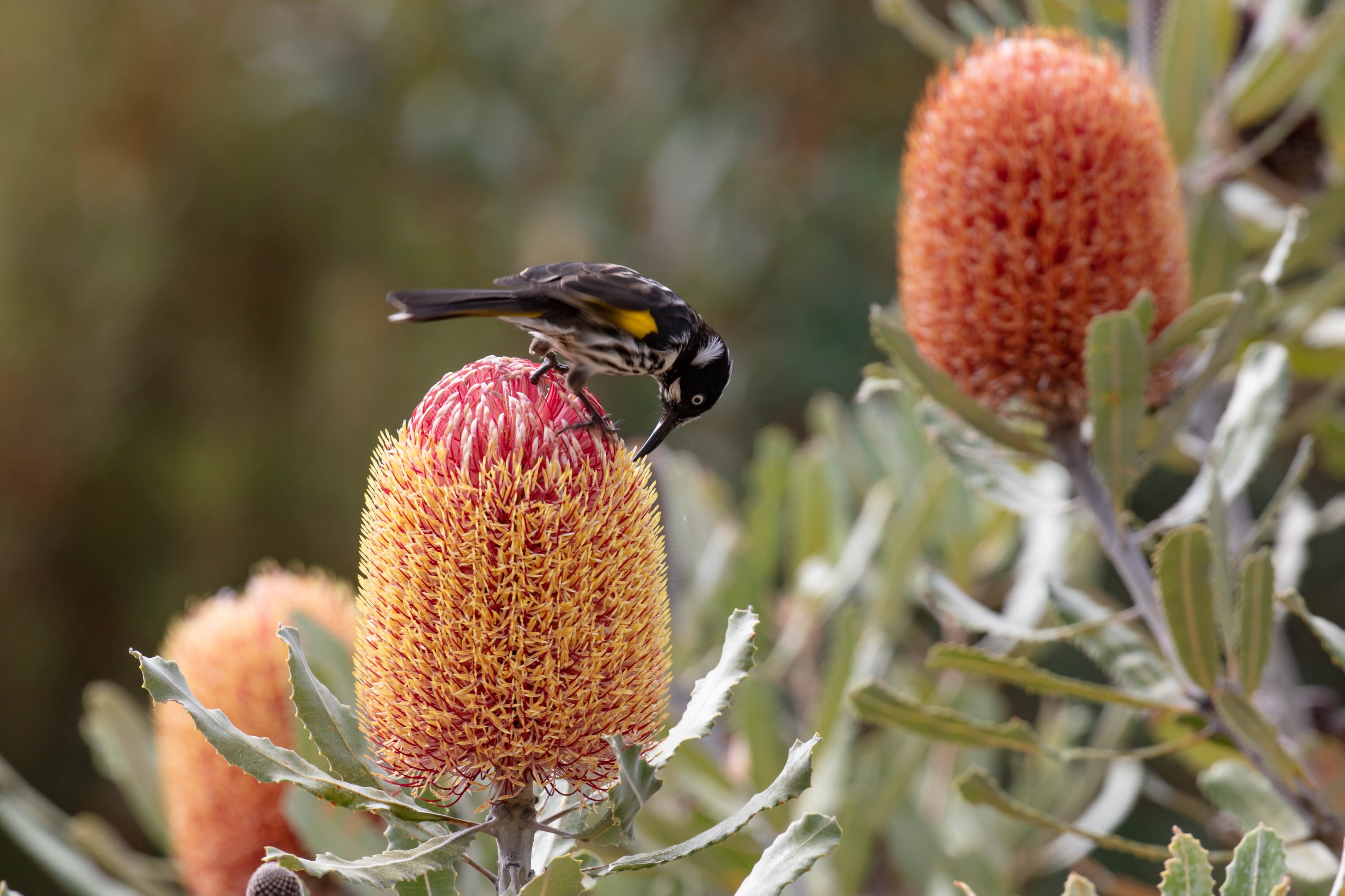 New Holland Honeyeater feeding on Firewood Banksia