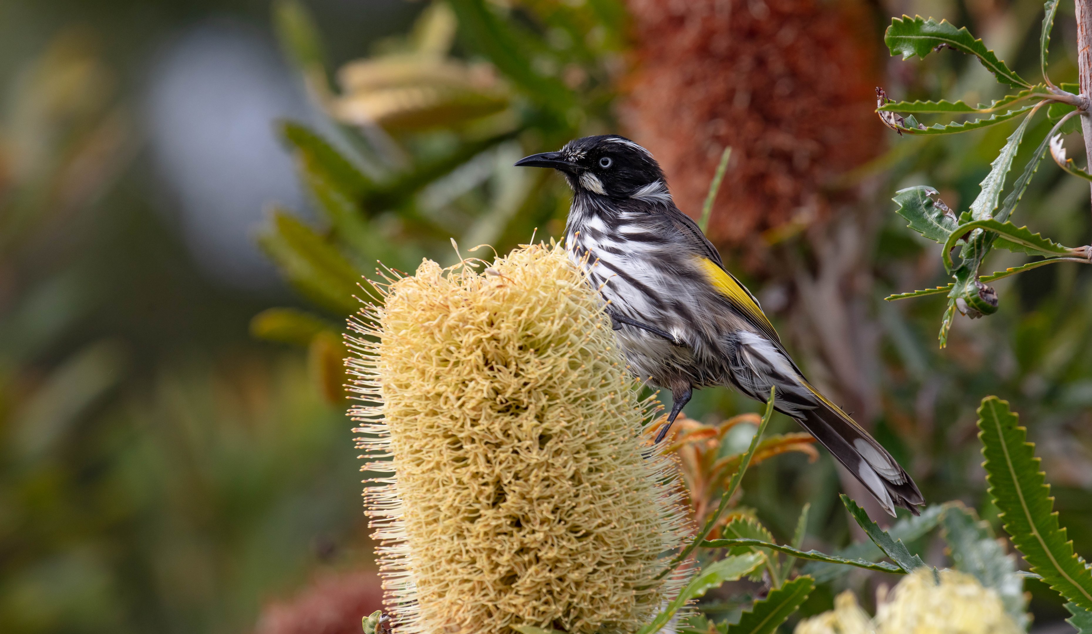 New Holland Honeyeater feeding on Wallum Banksia