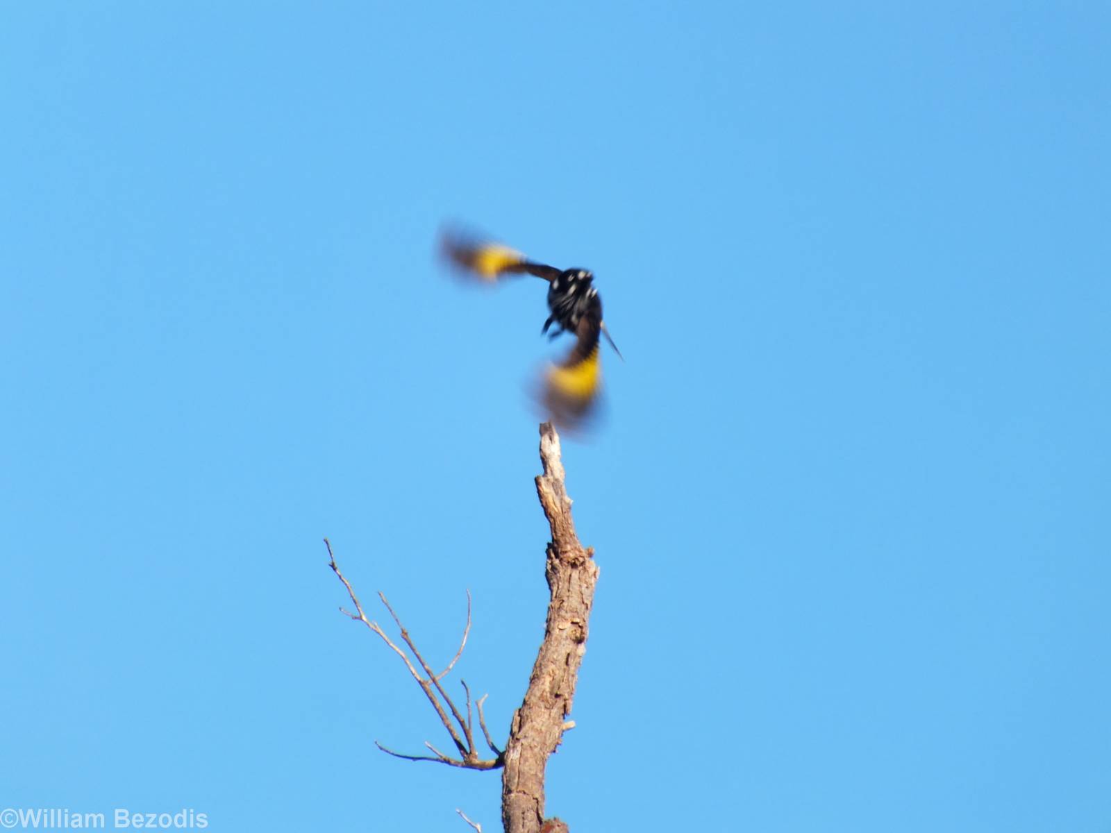 New Holland Honeyeater in Flight