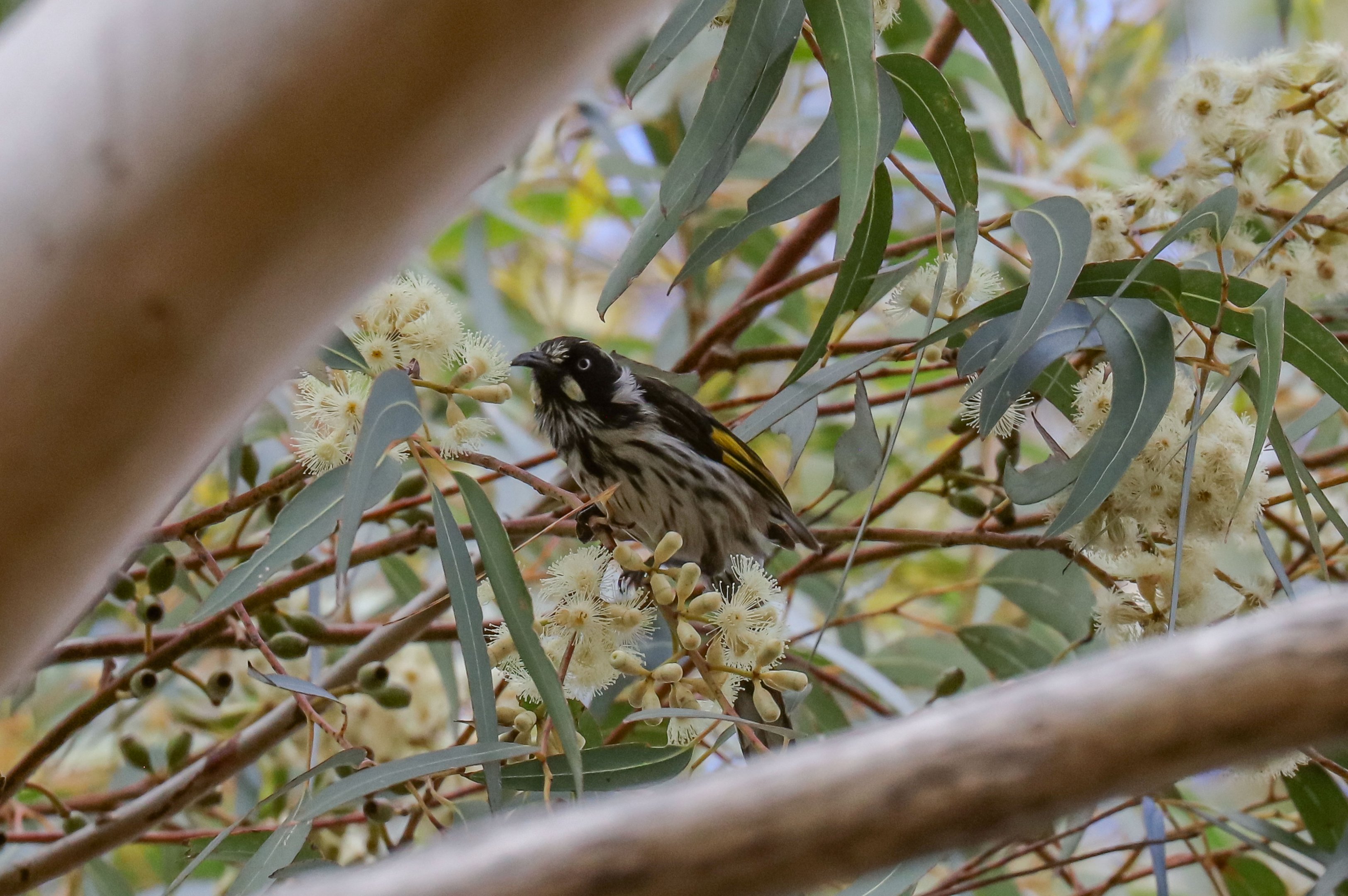 New Holland Honeyeater (wild bird)