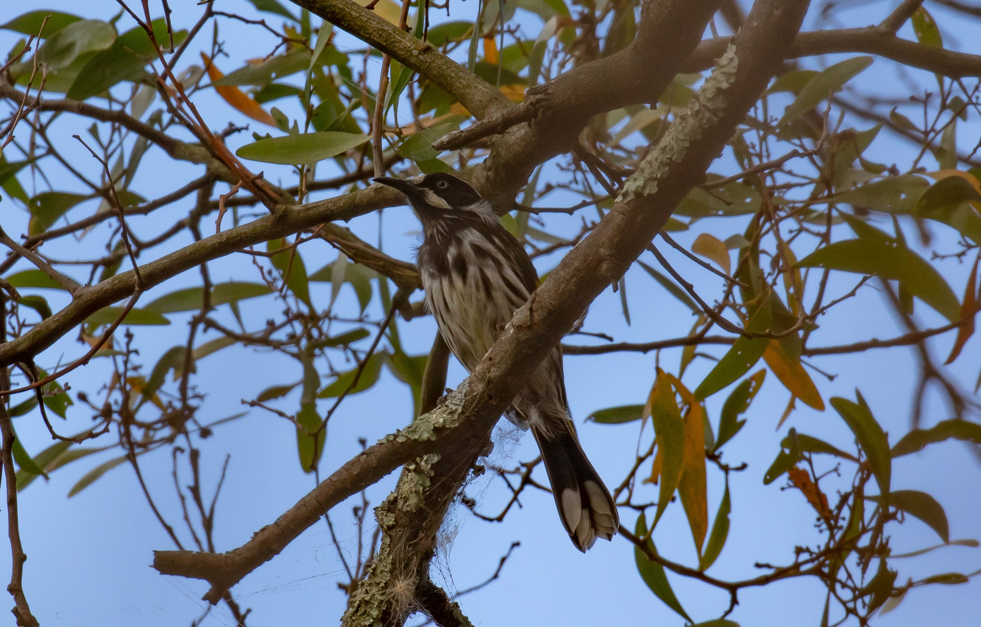 New Holland Honeyeater (wild bird)