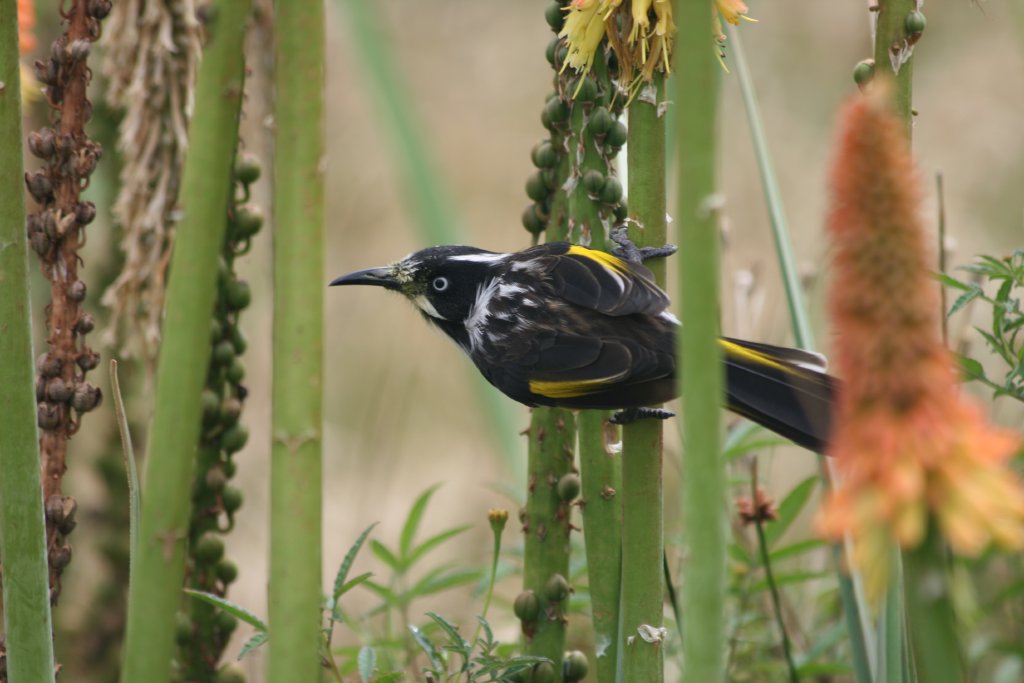 New Holland Honeyeater