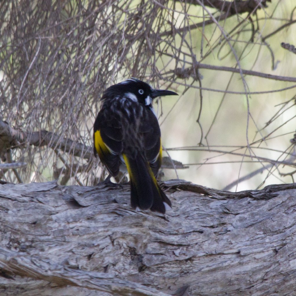 New Holland Honeyeater