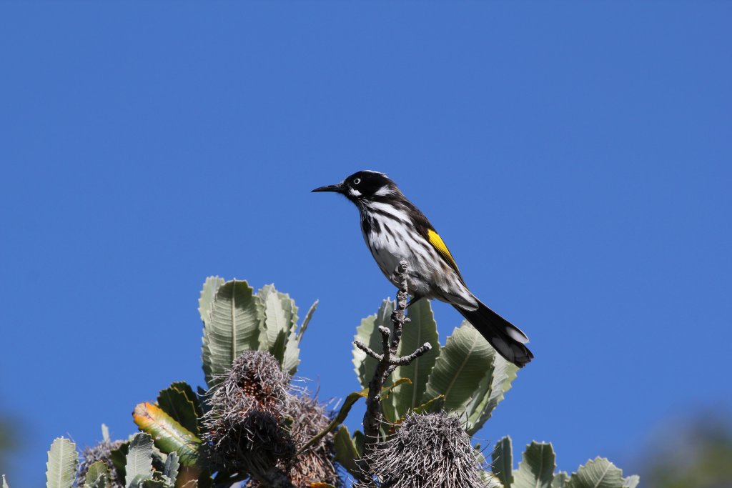 New Holland Honeyeater