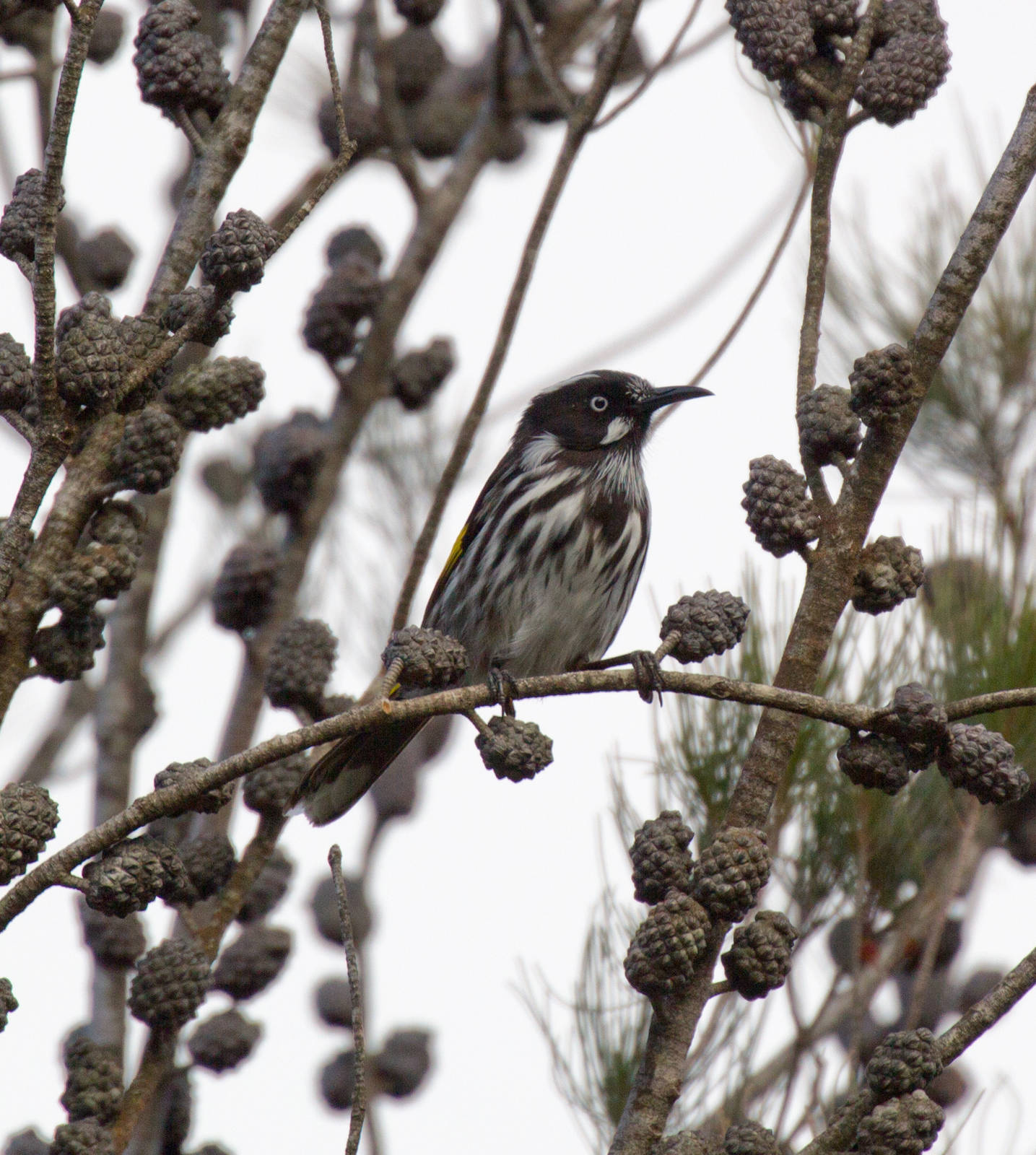 New Holland Honeyeater