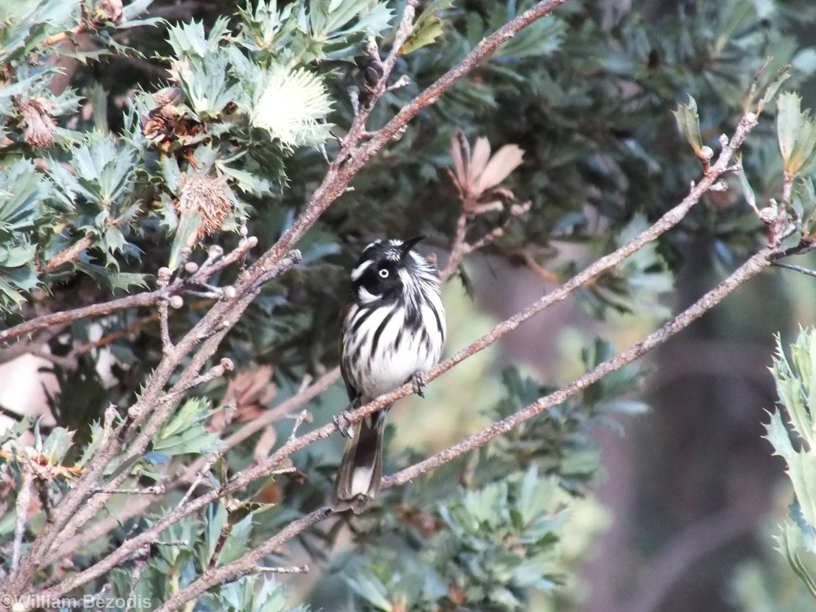 New Holland Honeyeater