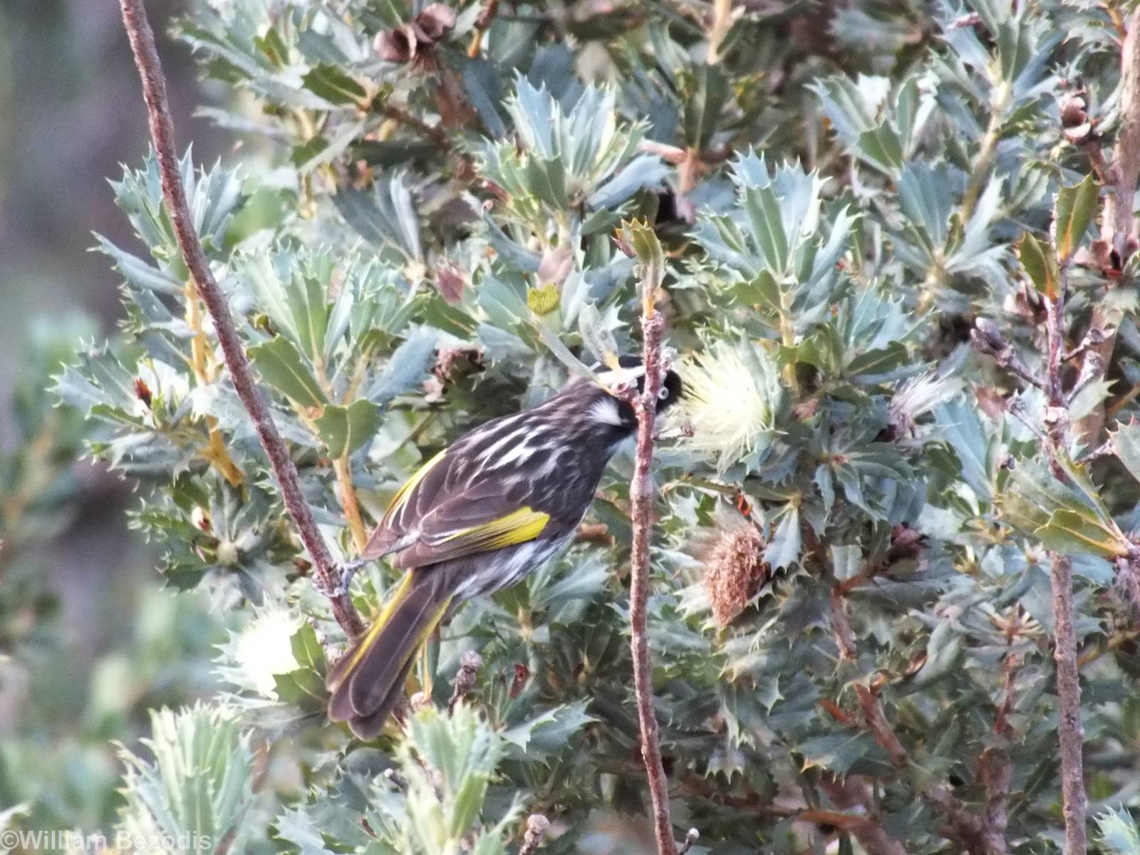 New Holland Honeyeater