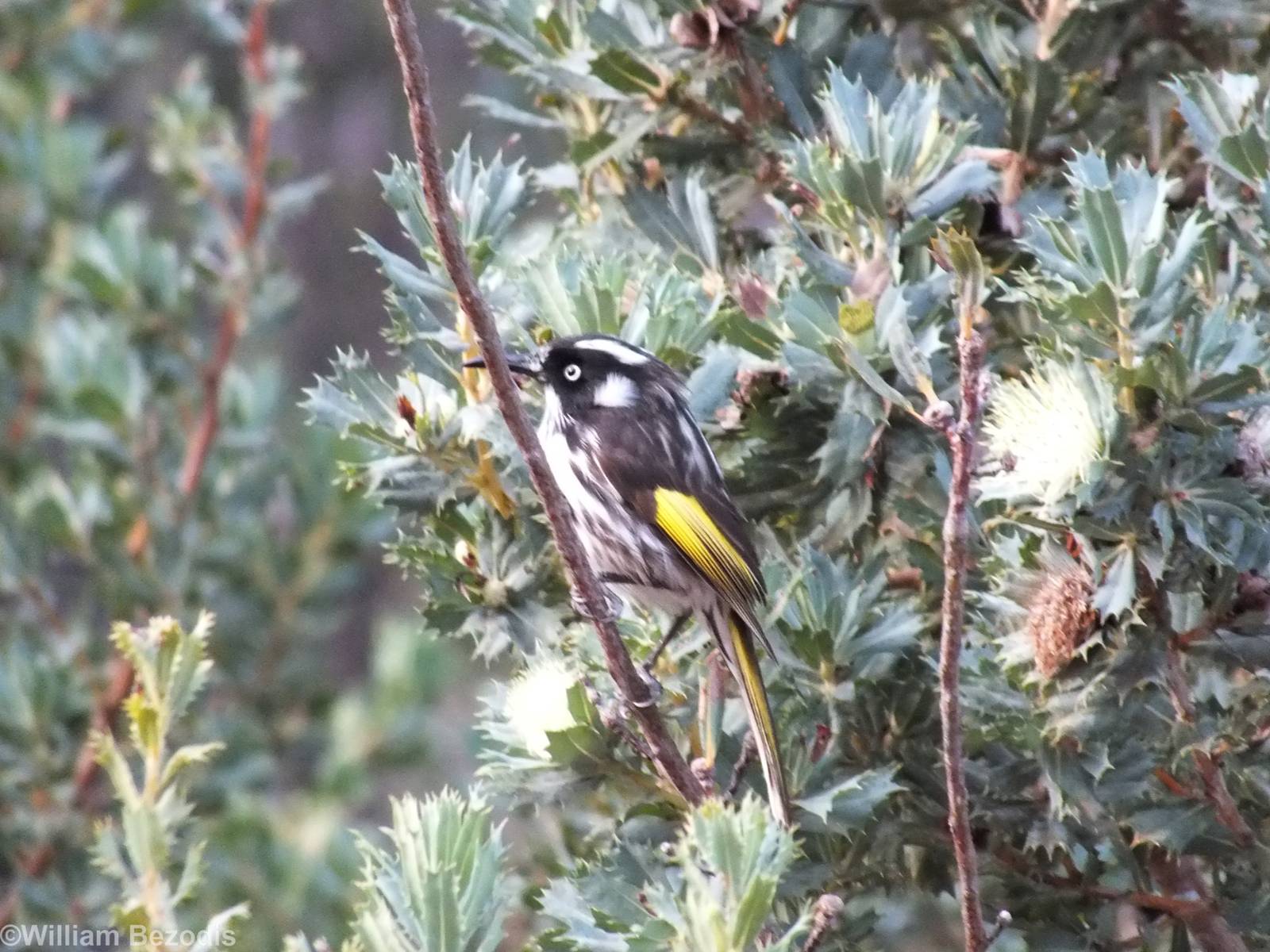 New Holland Honeyeater