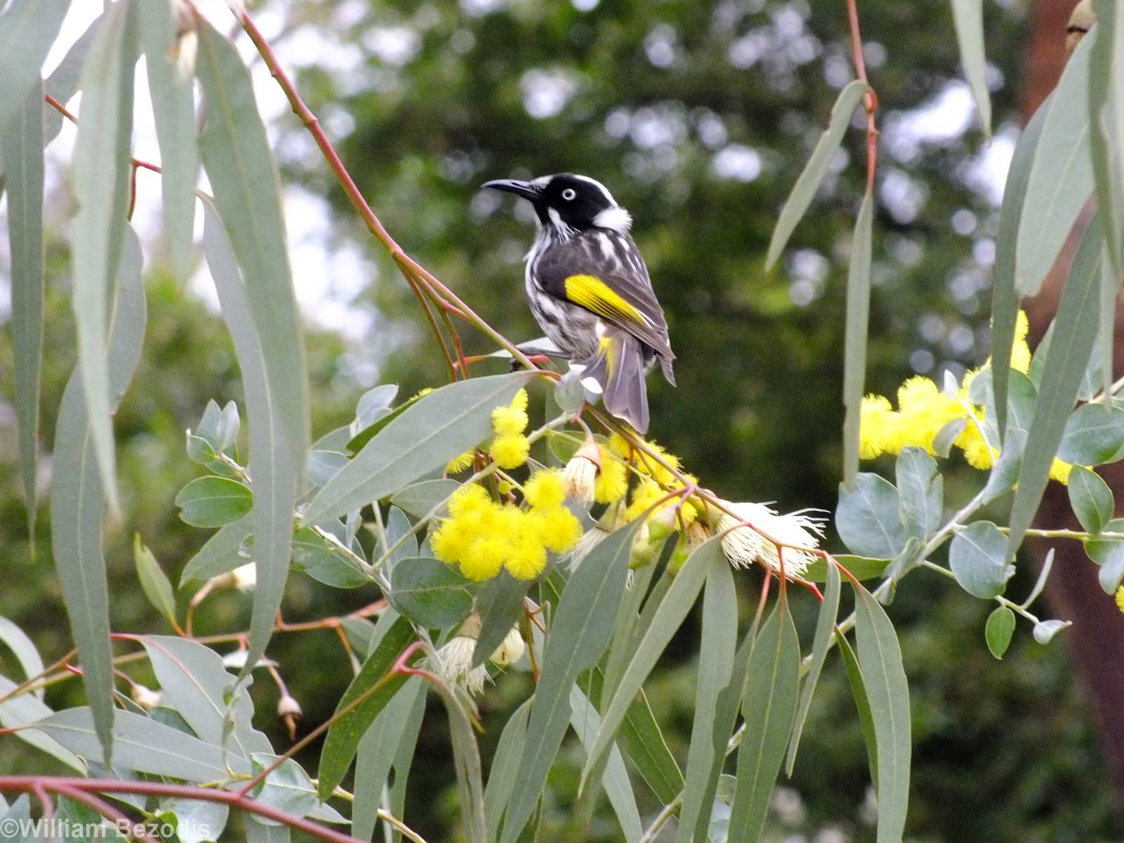 New Holland Honeyeater