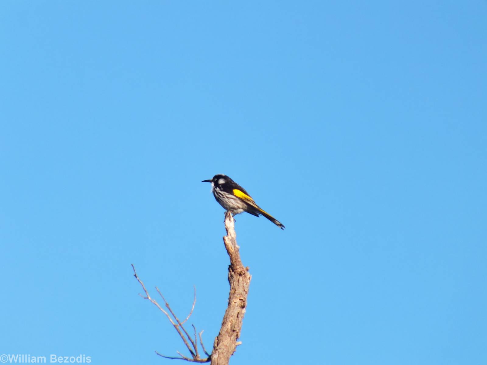 New Holland Honeyeater