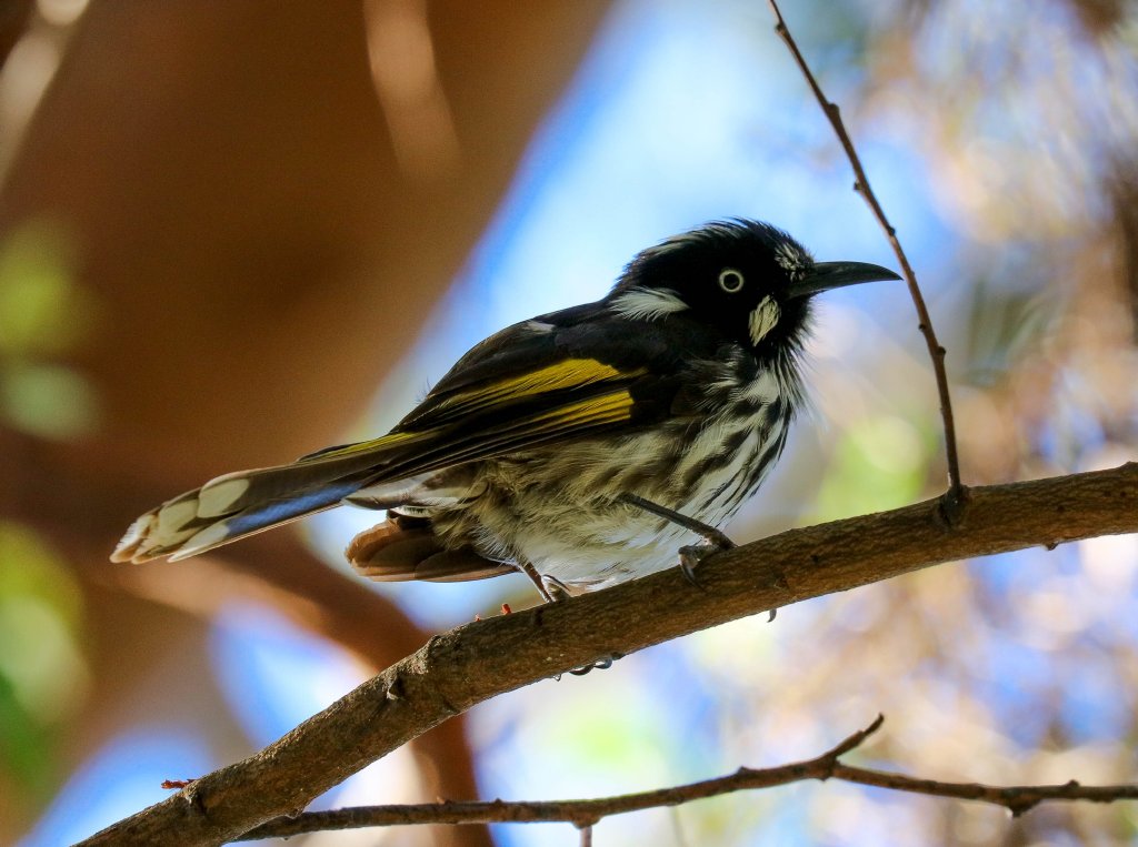 New Holland Honeyeater