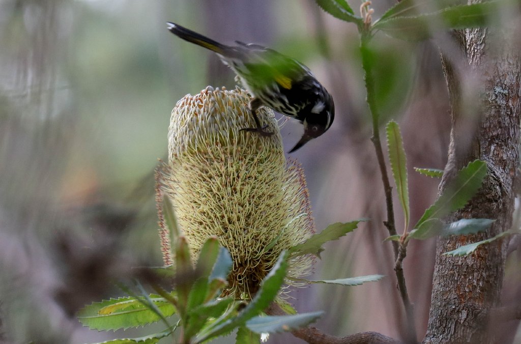 New Holland Honeyeater