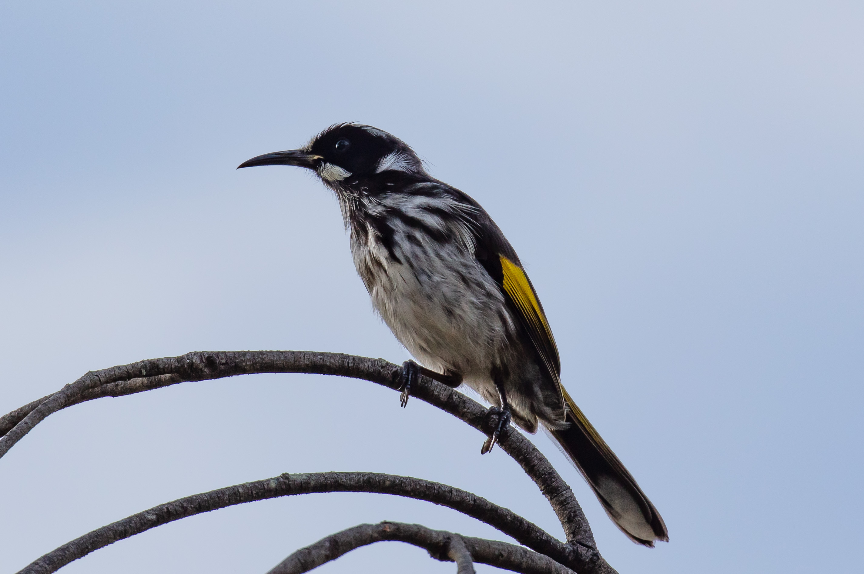 New Holland Honeyeater
