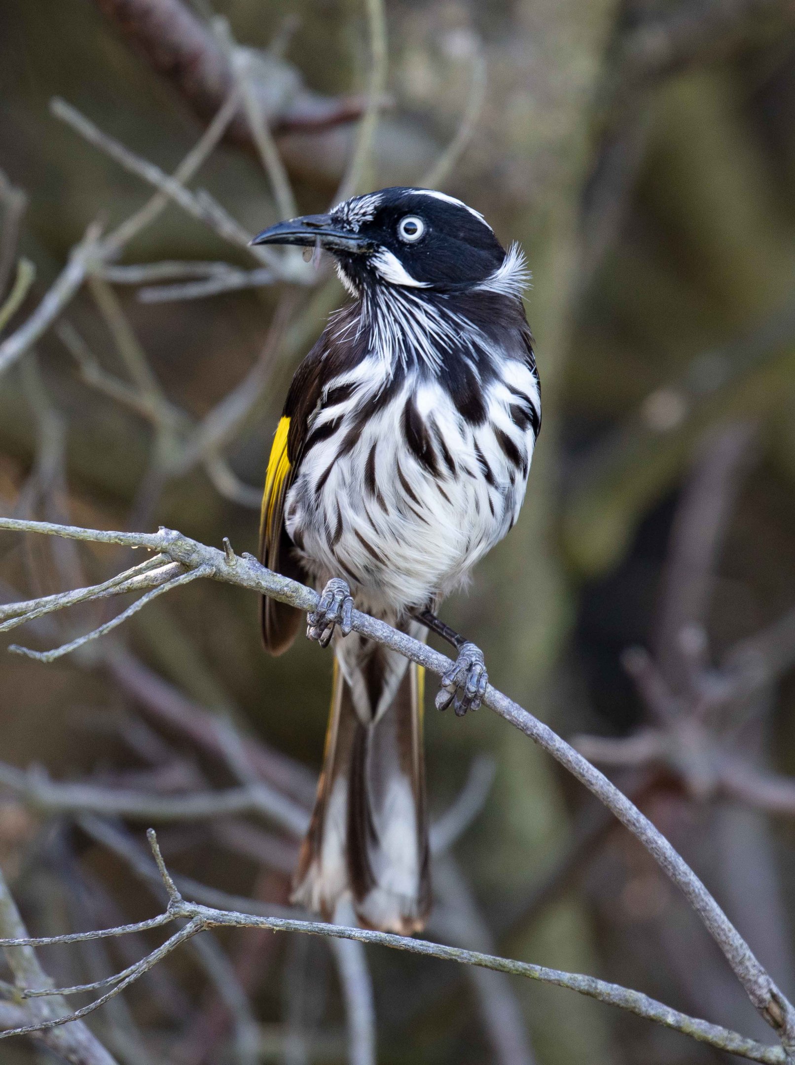 New Holland Honeyeater