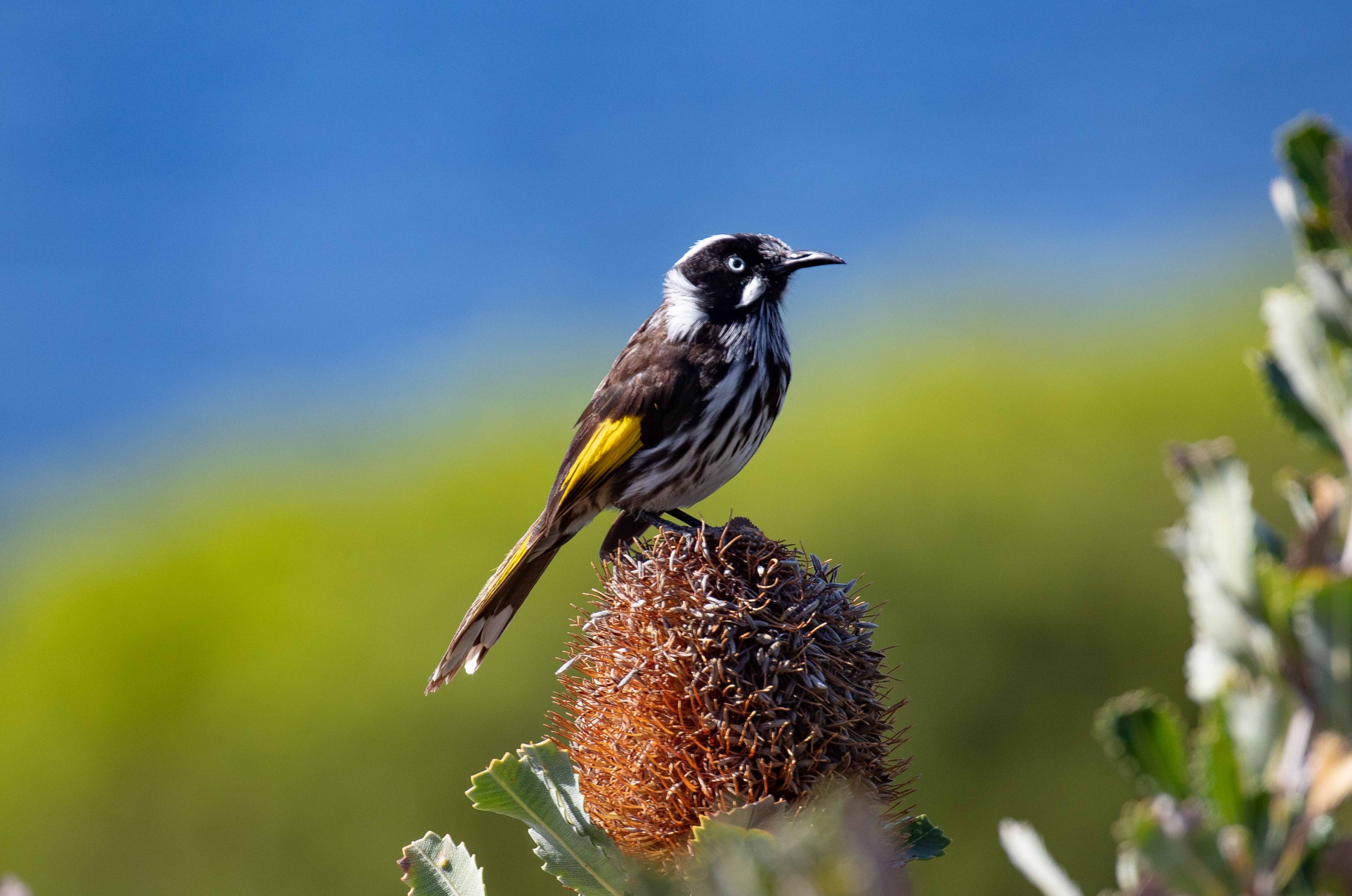 New Holland Honeyeater