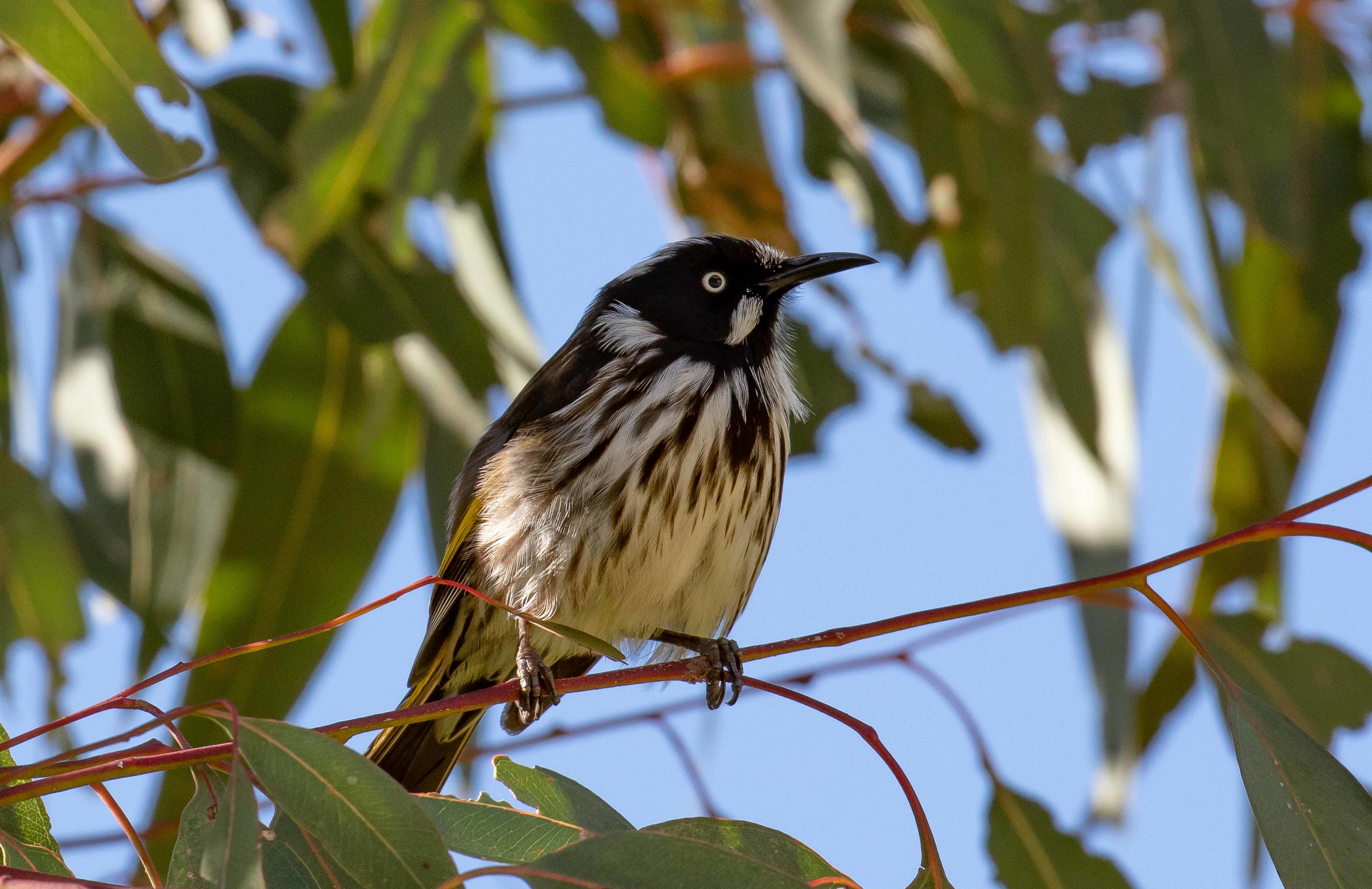 New Holland Honeyeater
