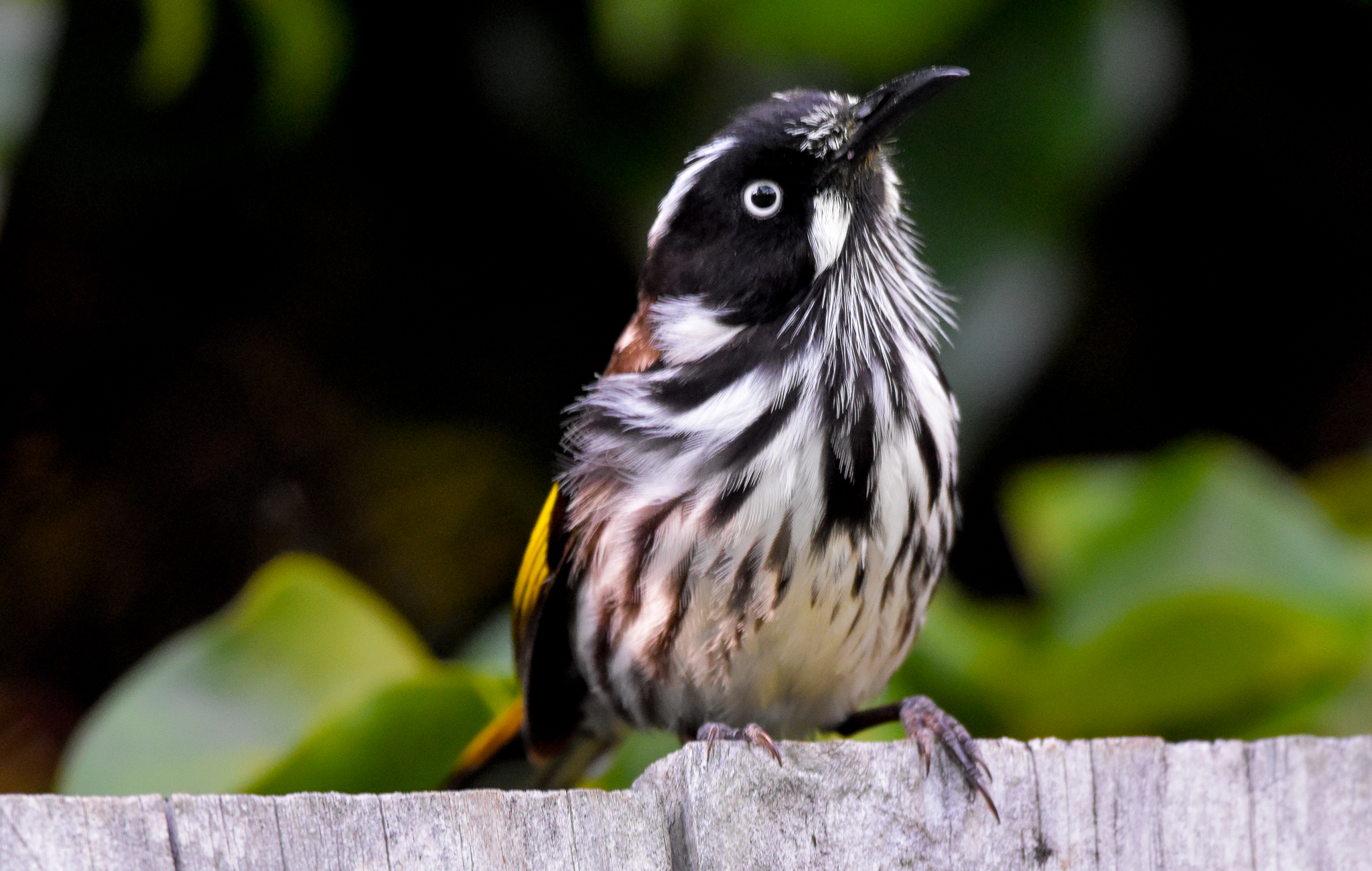New Holland Honeyeater
