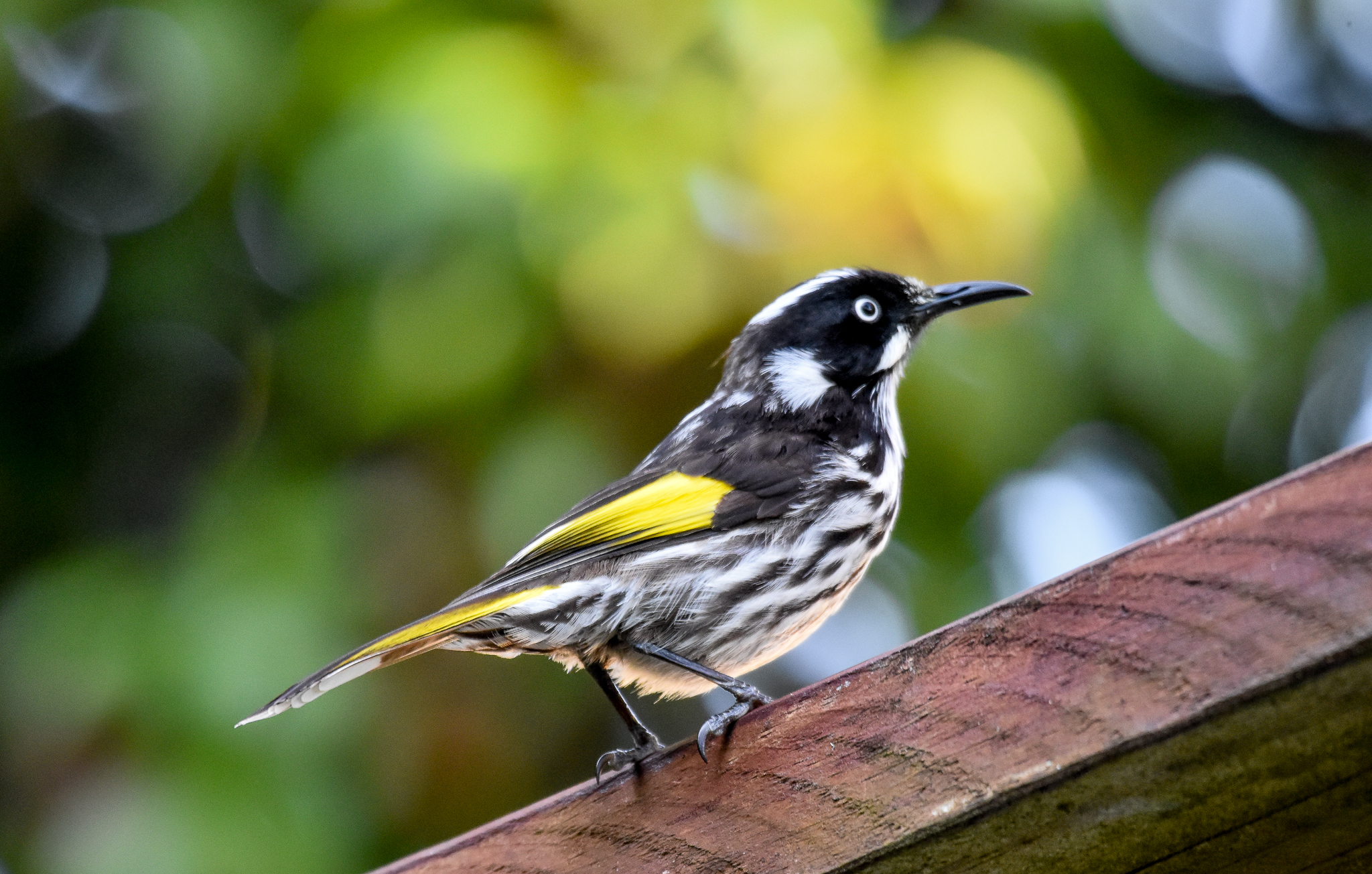 New Holland Honeyeater