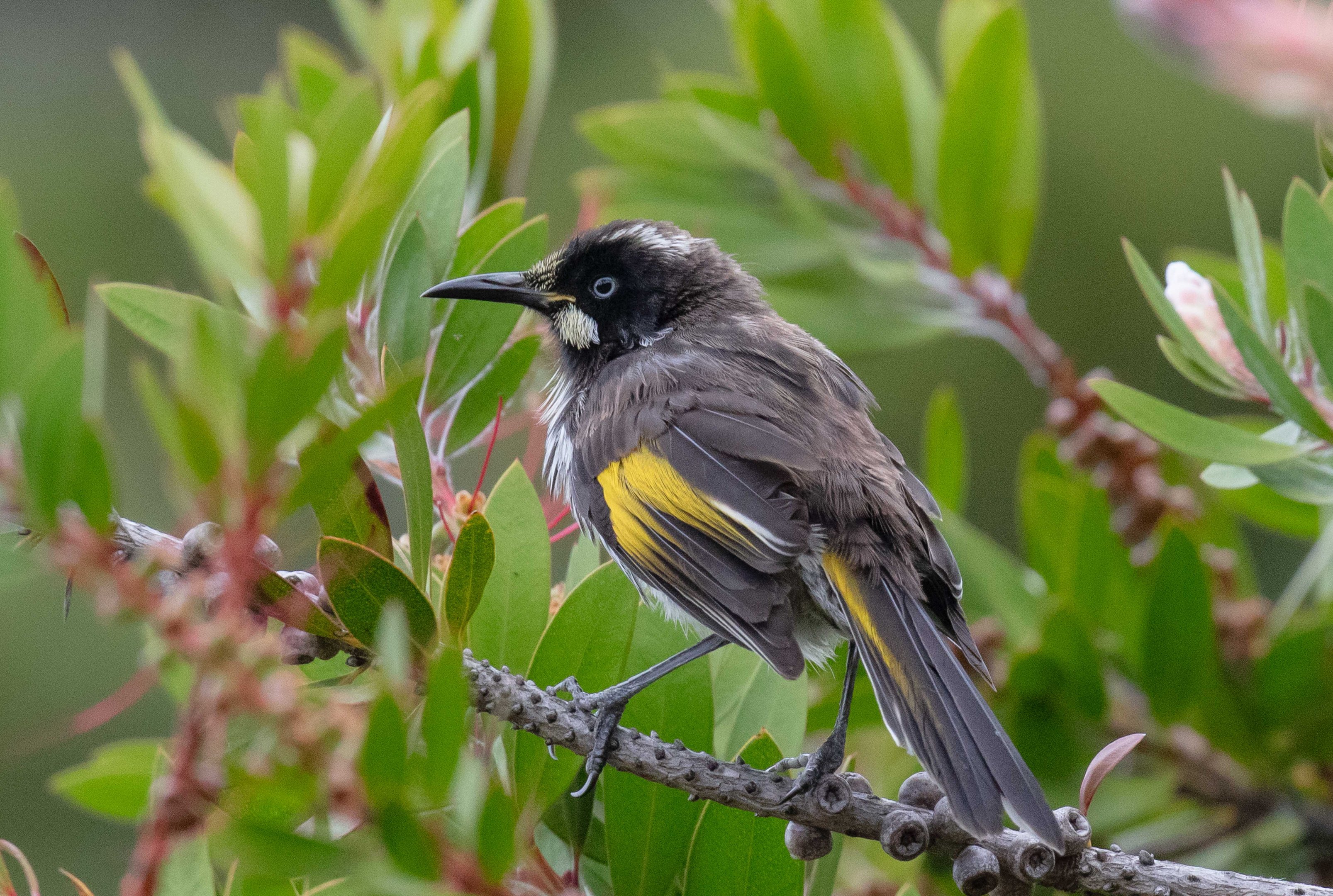 New Holland Honeyeater