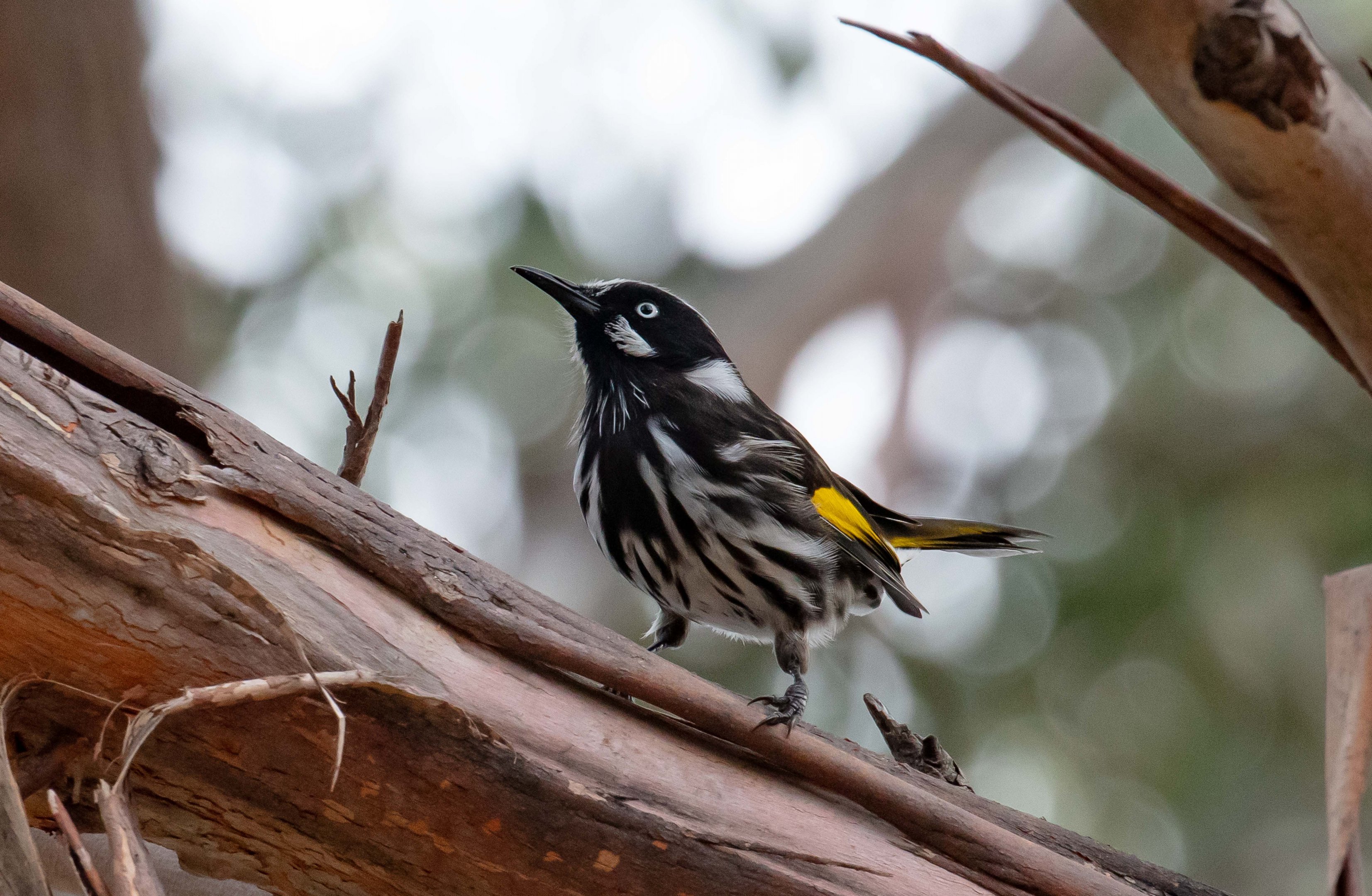 New Holland Honeyeater