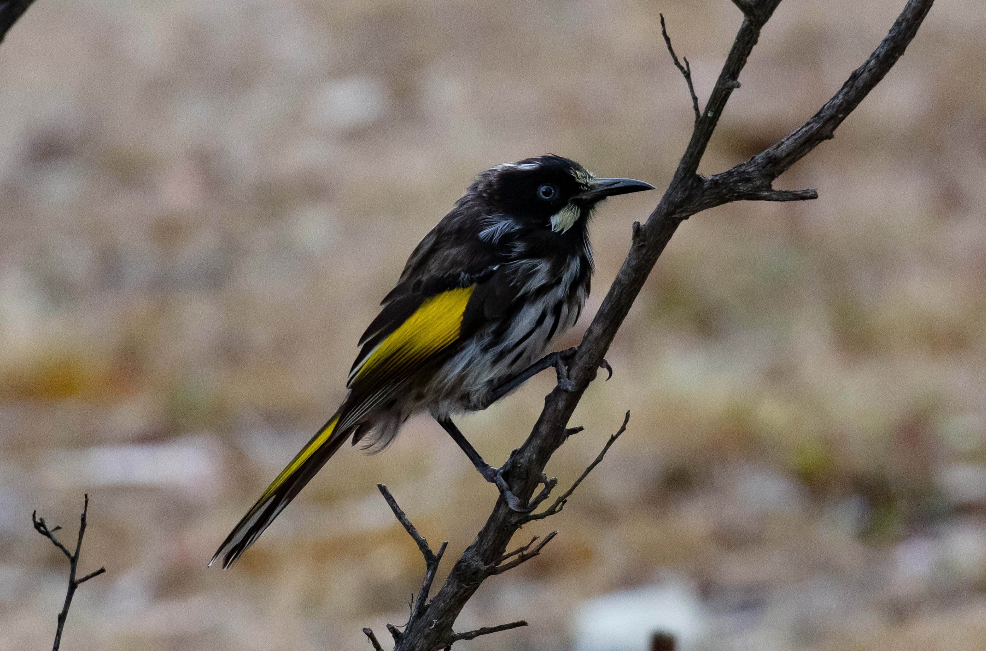 New Holland Honeyeater