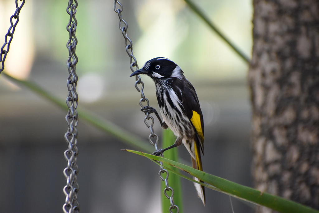 New Holland Honeyeater