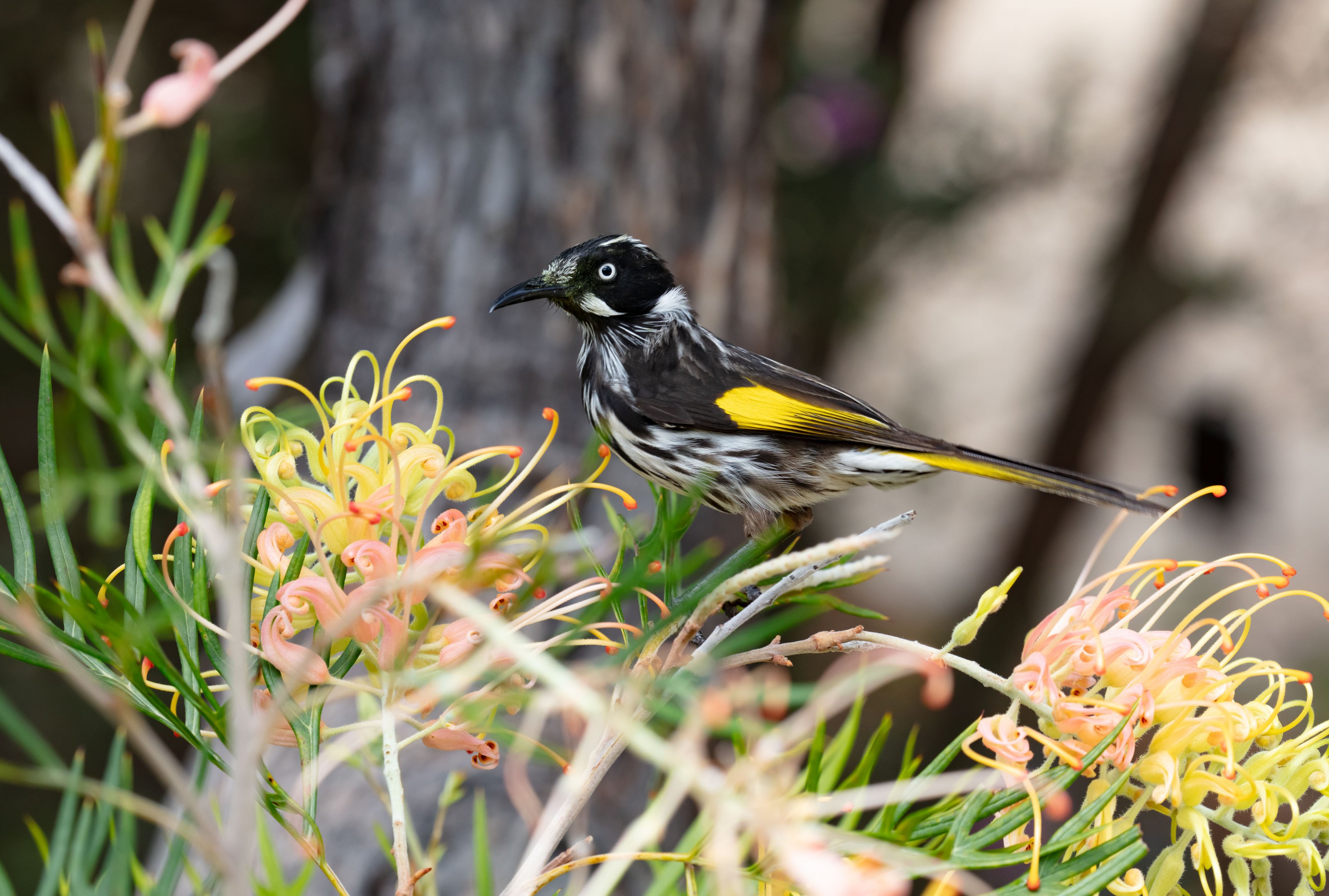 New Holland Honeyeater