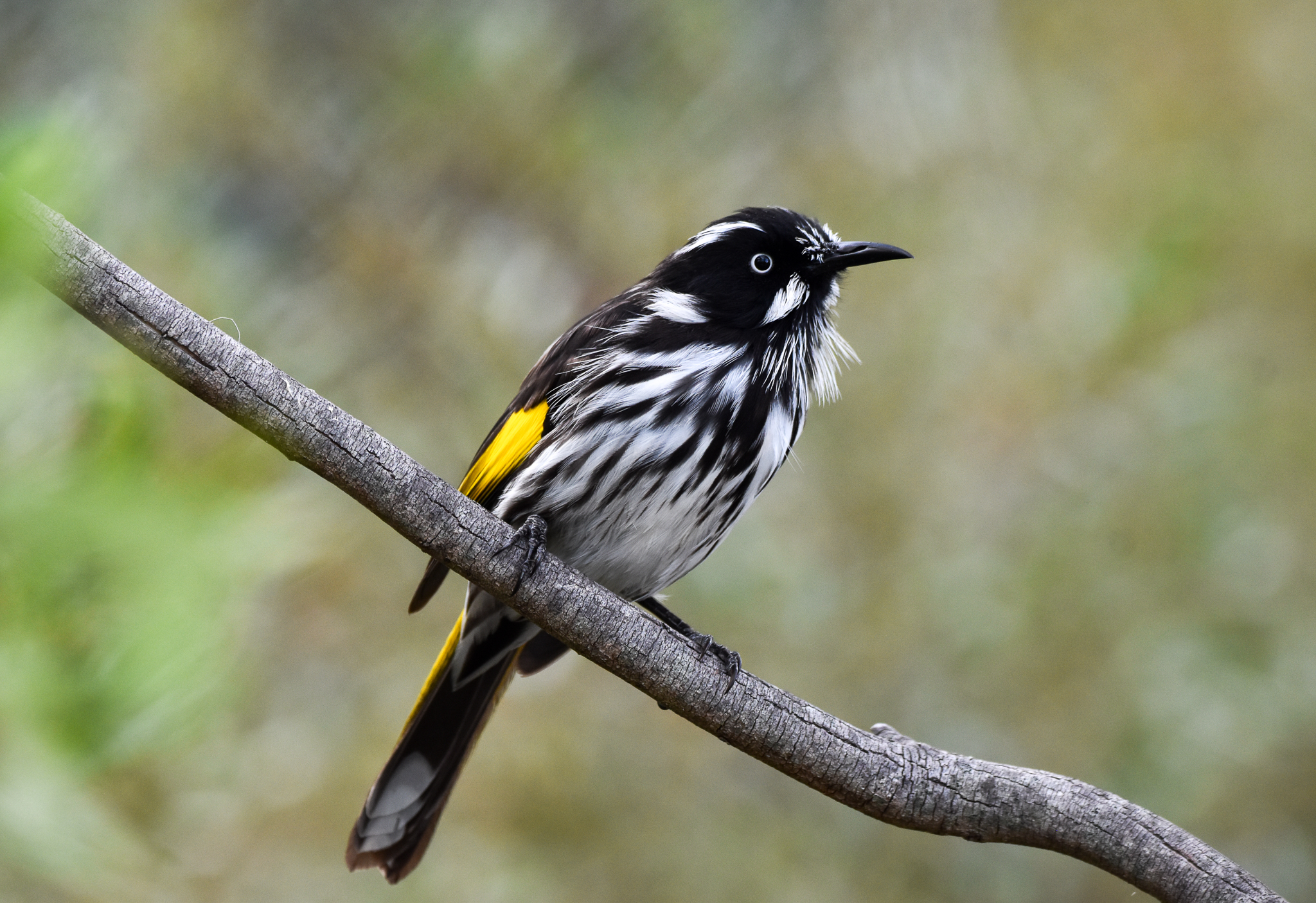 New Holland Honeyeater