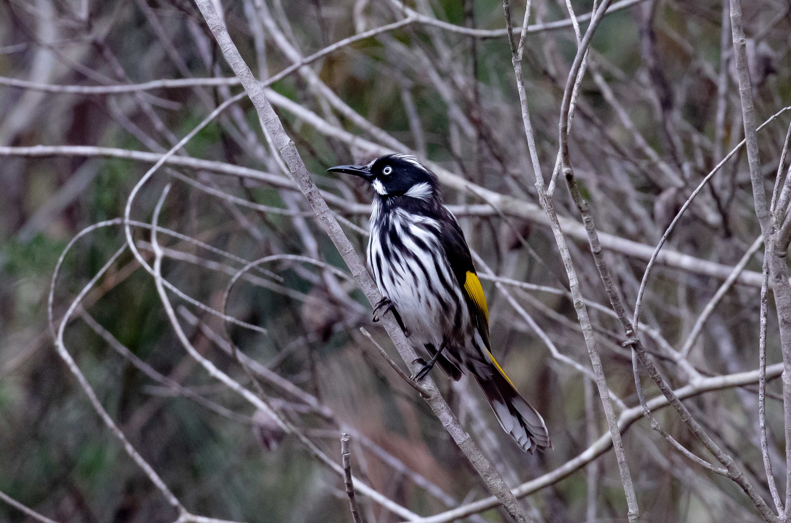 New Holland Honeyeater