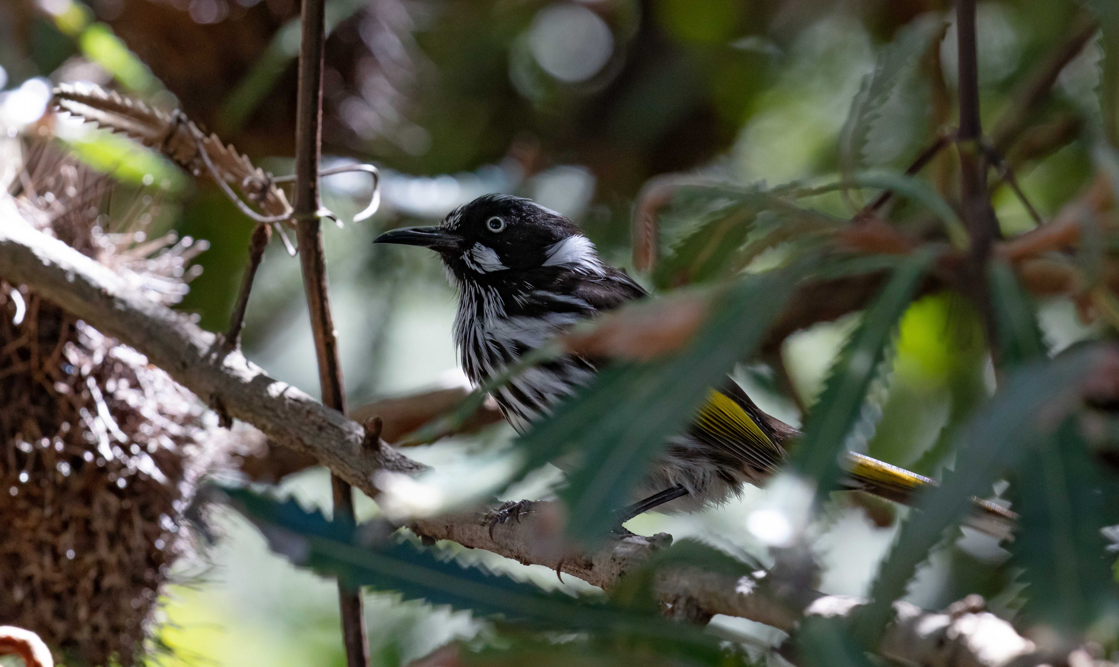 New Holland Honeyeater