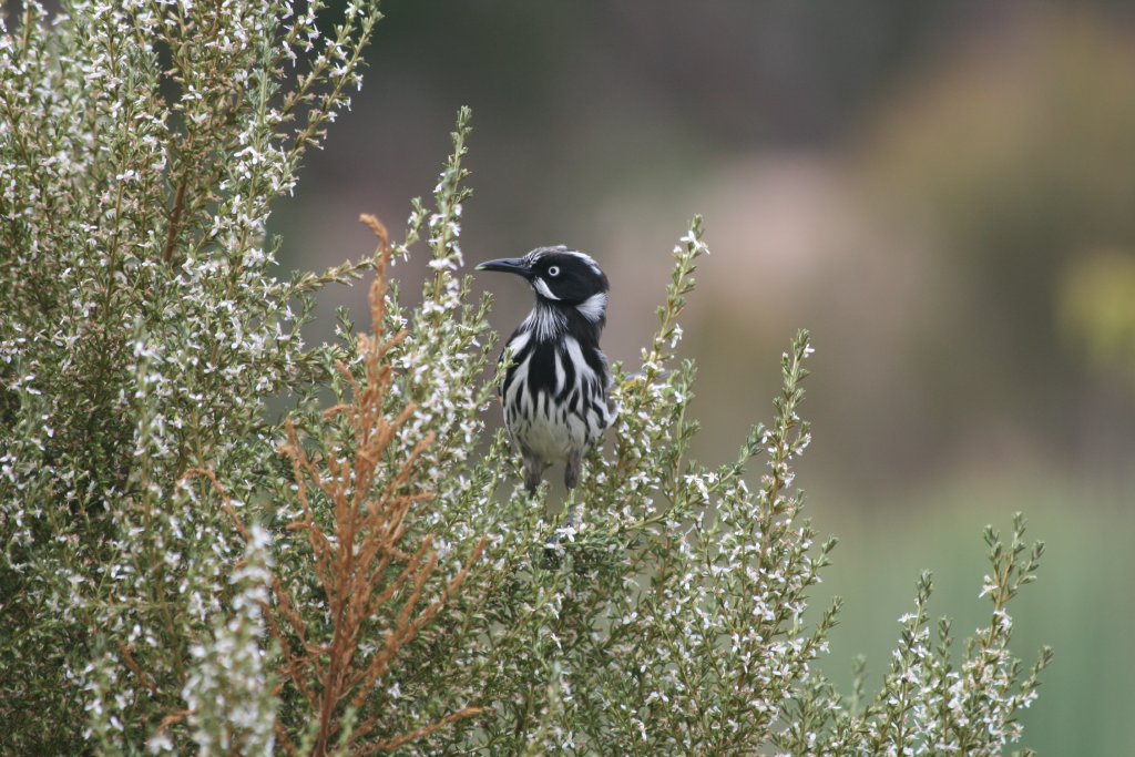 New Holland Honeyeater
