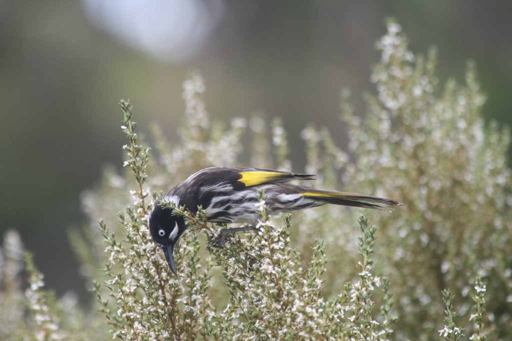 New Holland Honeyeater