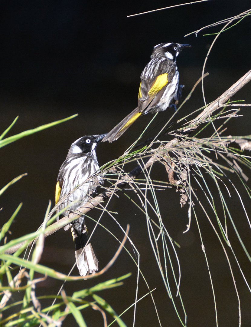 New Holland honeyeaters.
