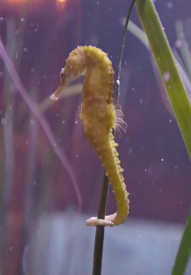 New Holland seahorse (Hippocampus whitei)