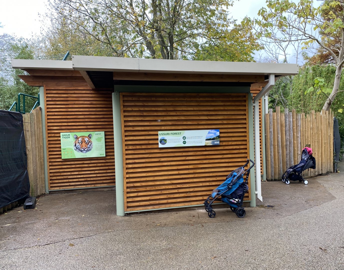 New housing for Amur tigers - 28/10/2024