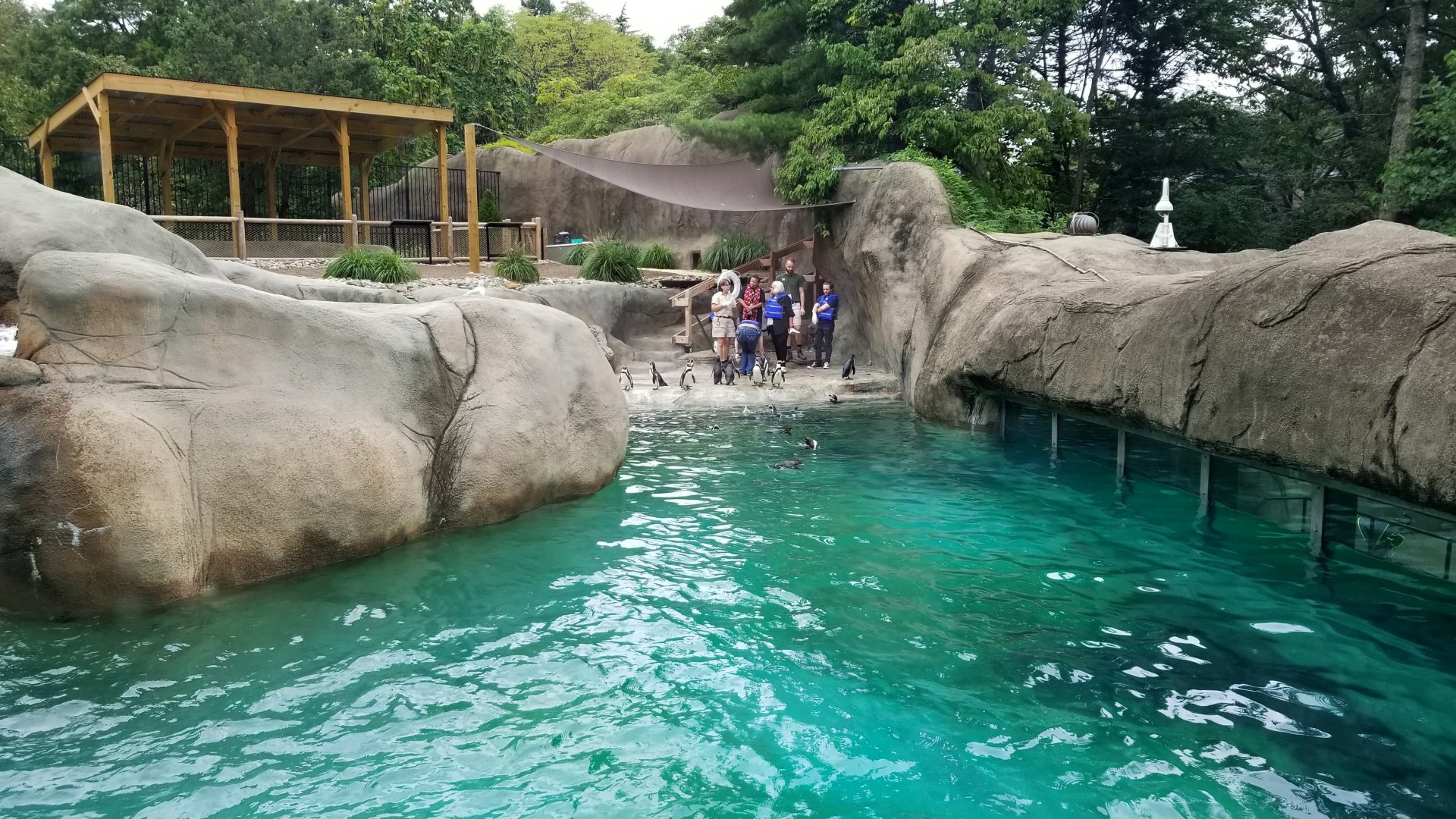 New Humbolt Penguin exhibit