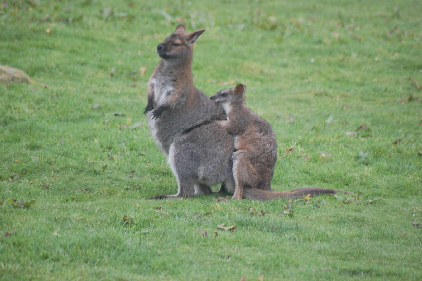 New Hybrid on the Way?