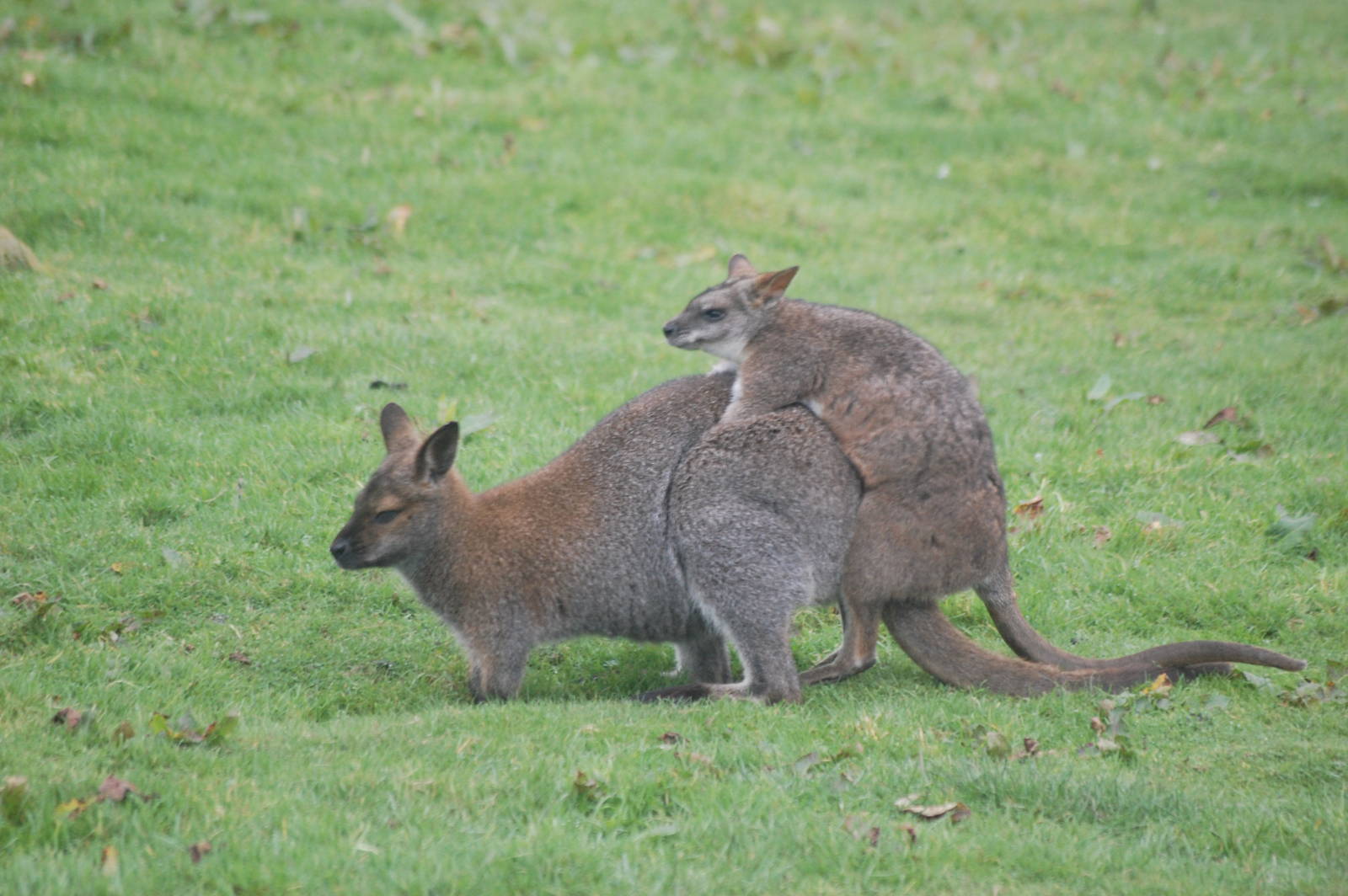 New Hybrid on the Way?