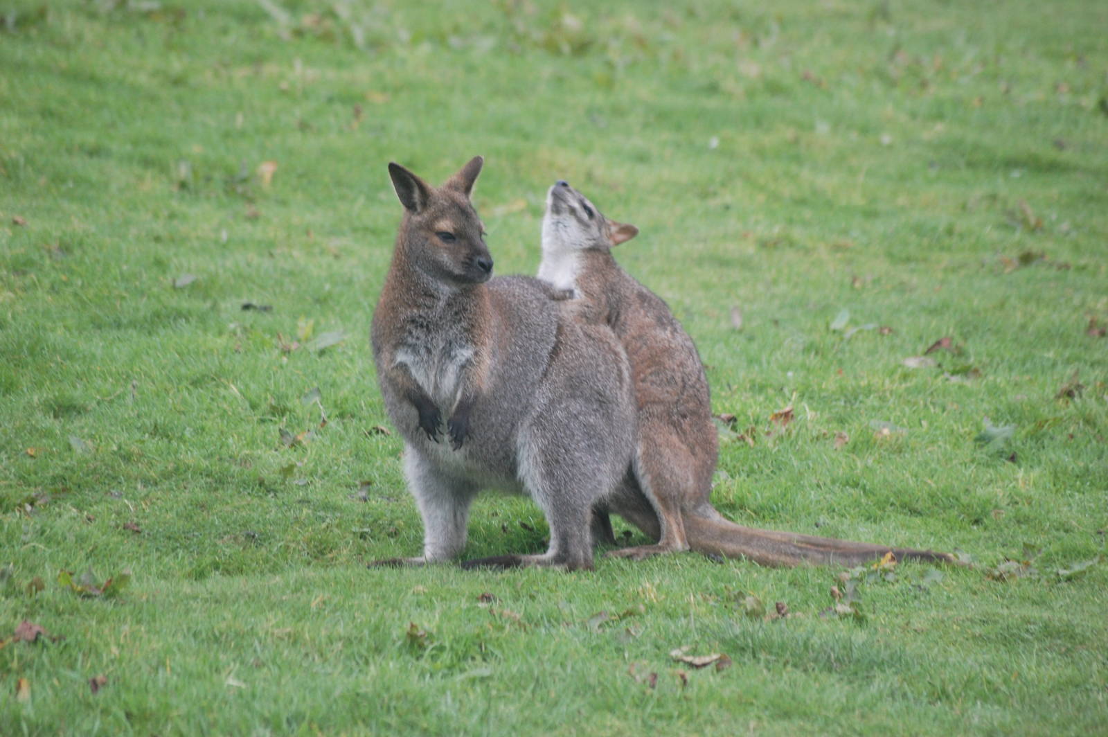 New Hybrid on the Way?