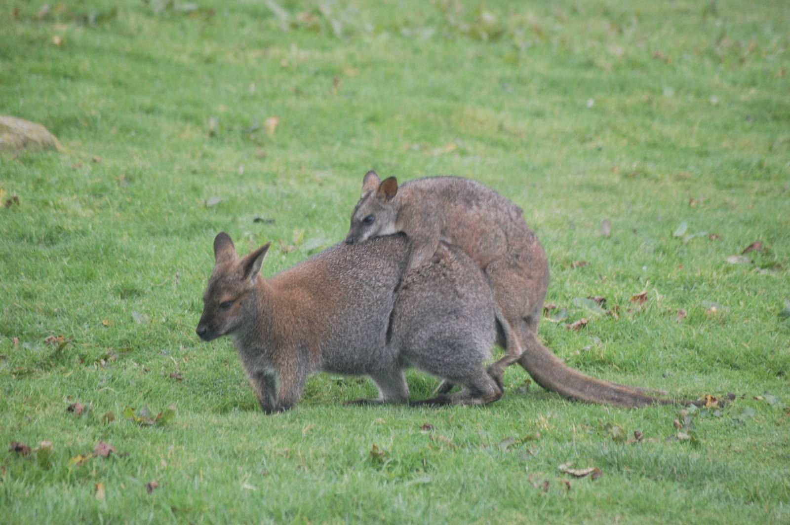 New Hybrid on the Way?