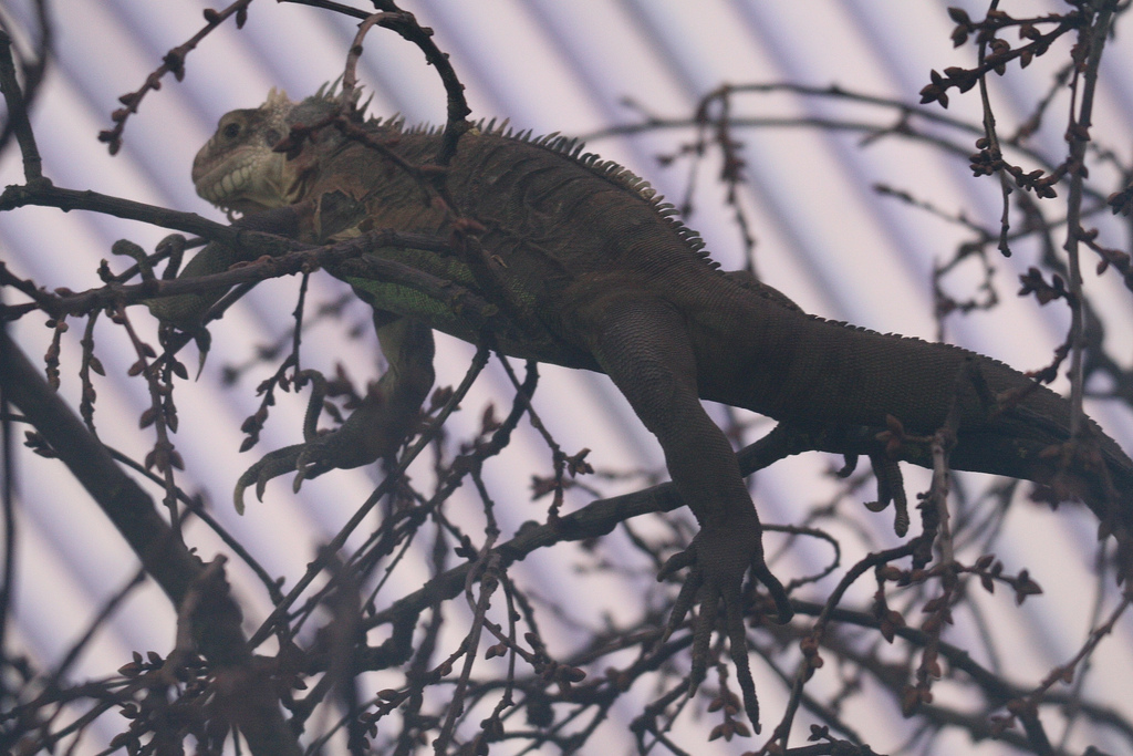 New Iguana #2